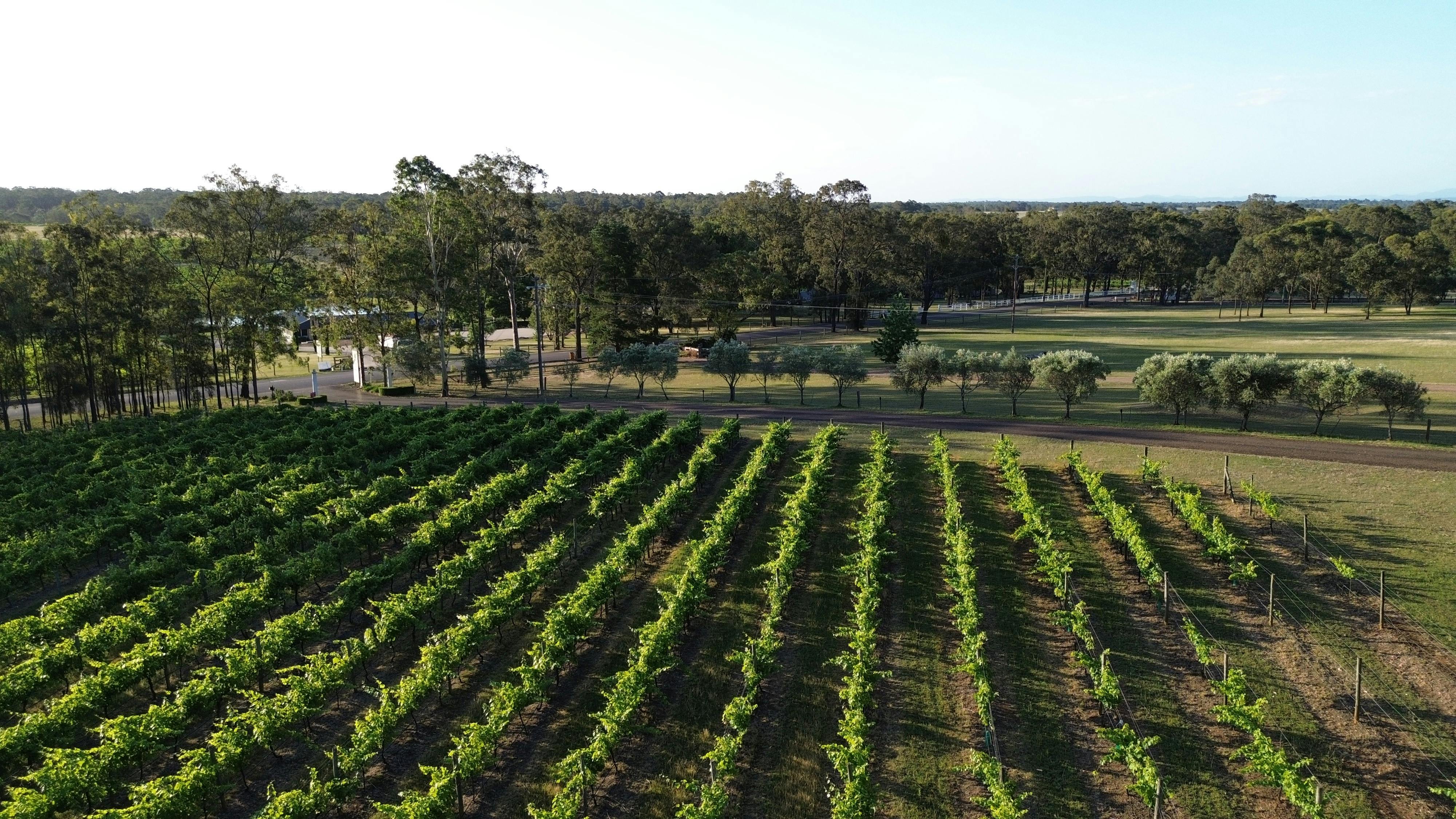 Vineyard