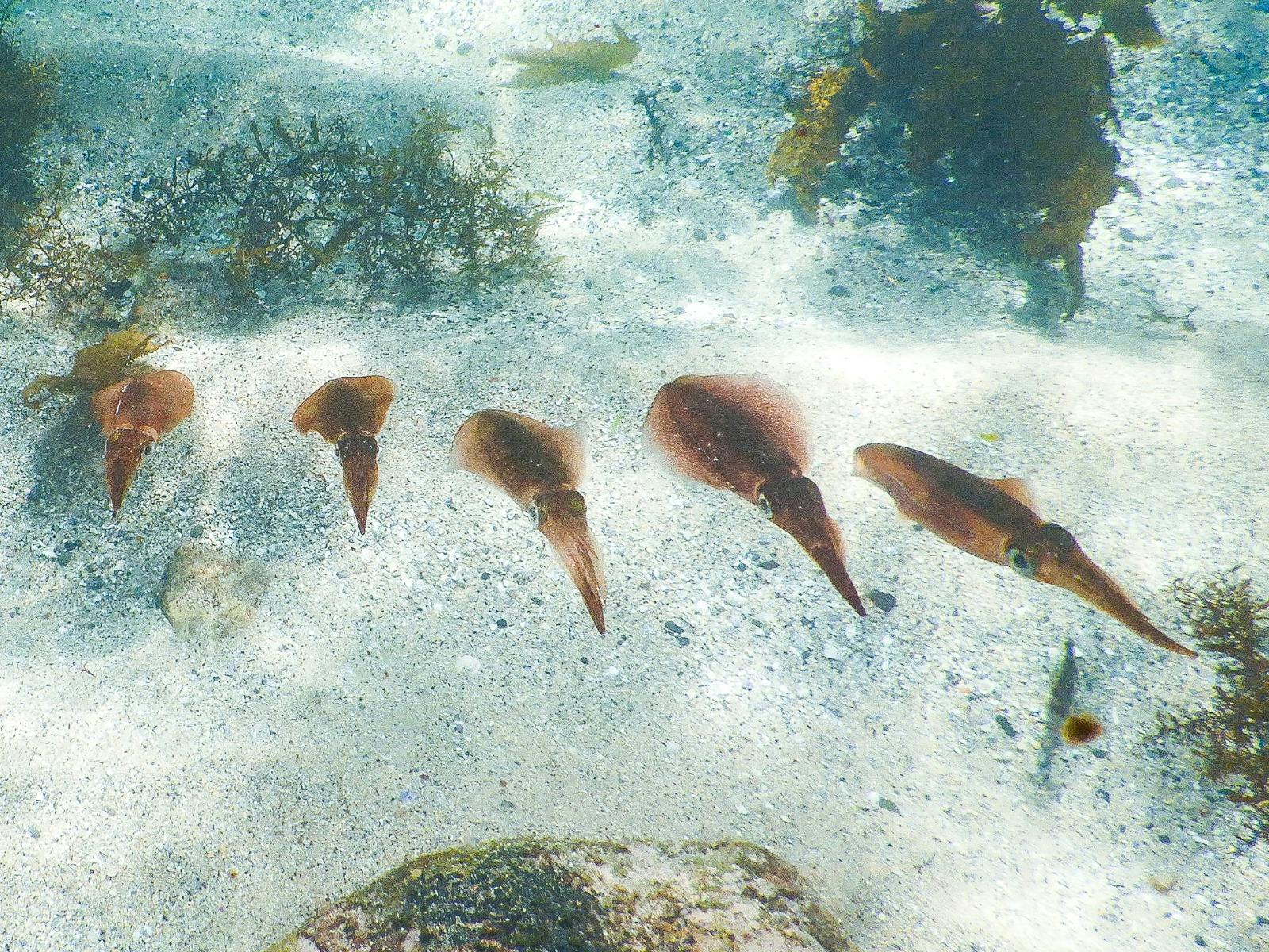 Ein Schnorchler macht ein Foto von einem Schwarm schnell schwimmender Tintenfische