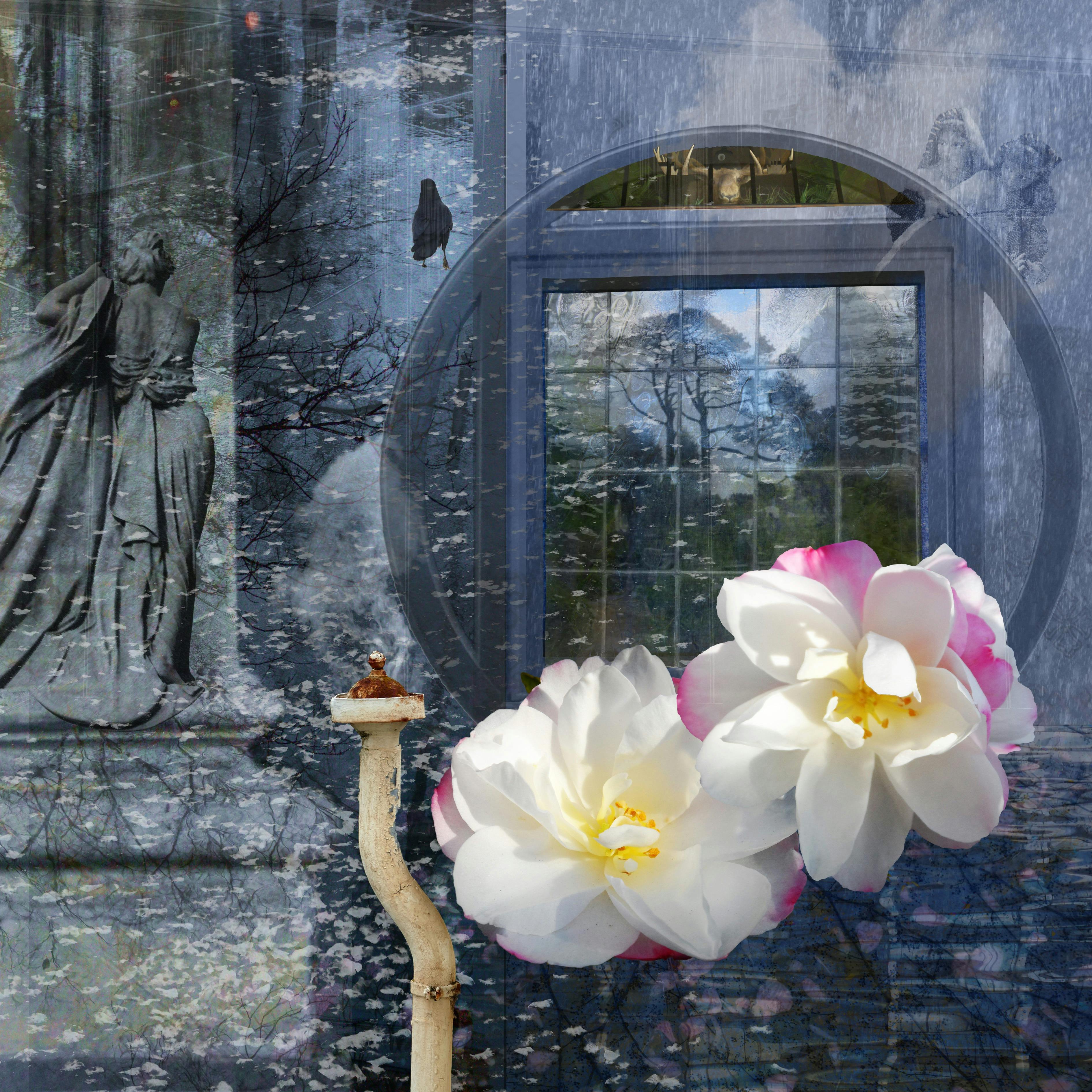 two white and pink flowers