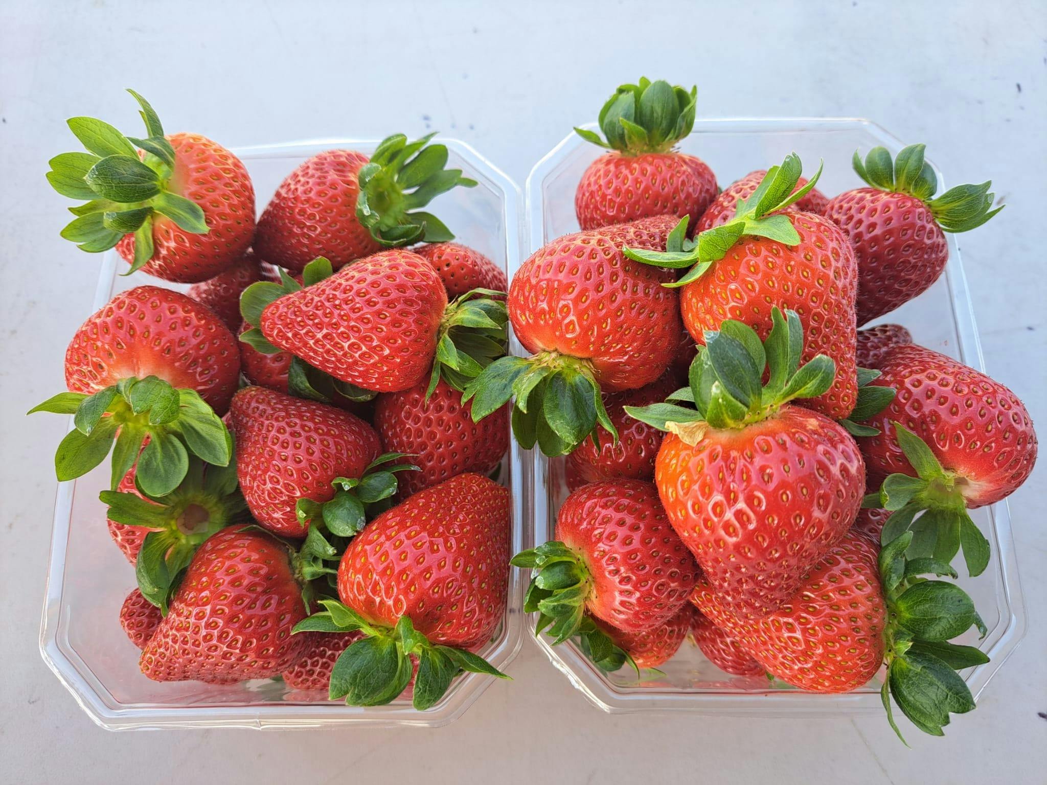 Two punnets of big strawberries