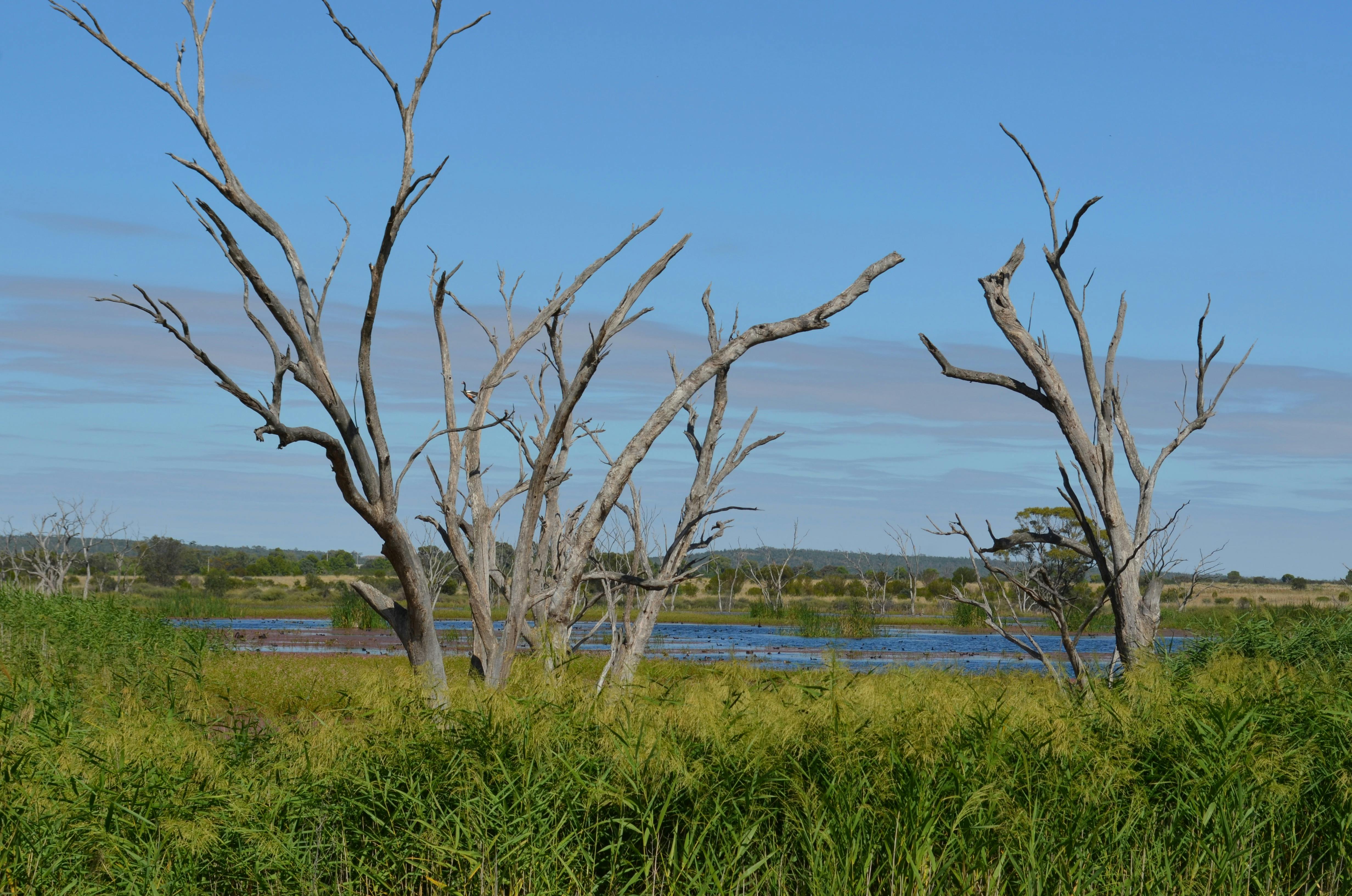 Campbell's Wetlands