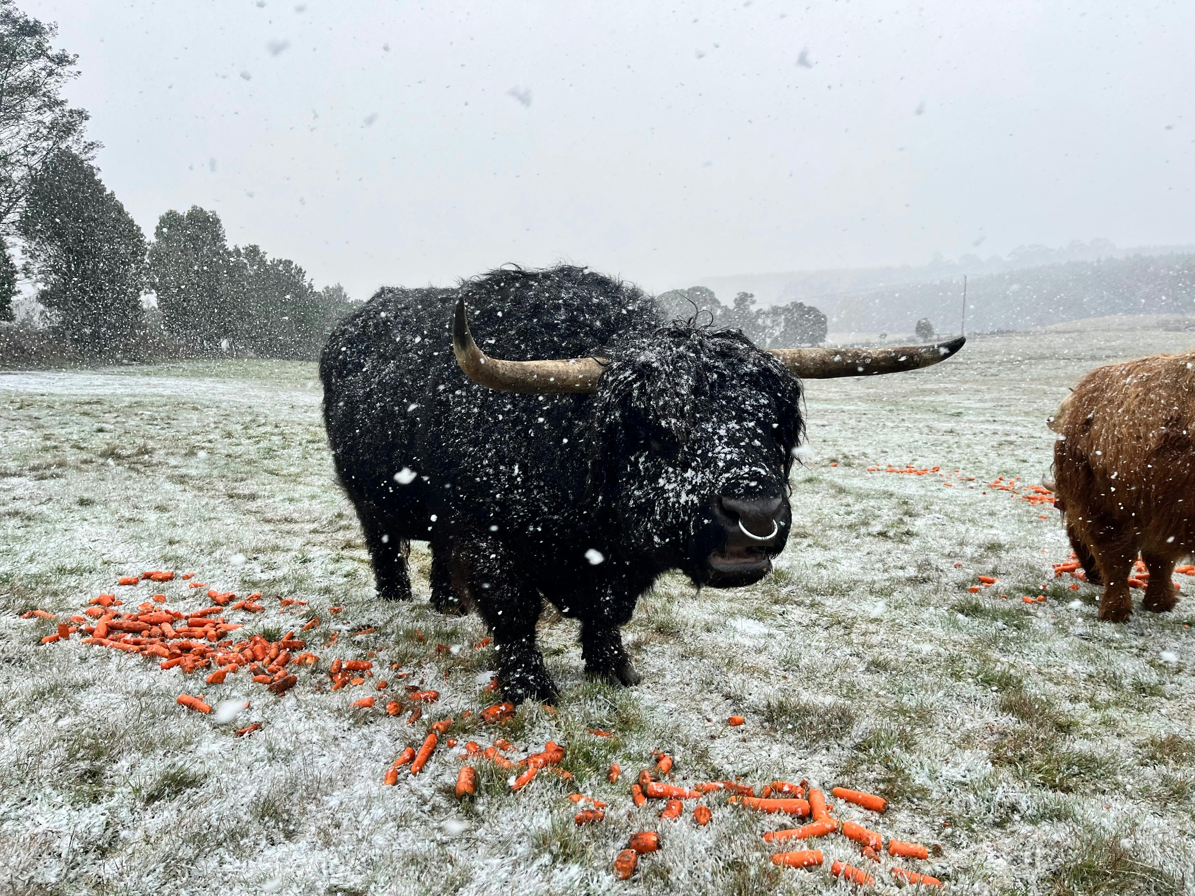 Snow