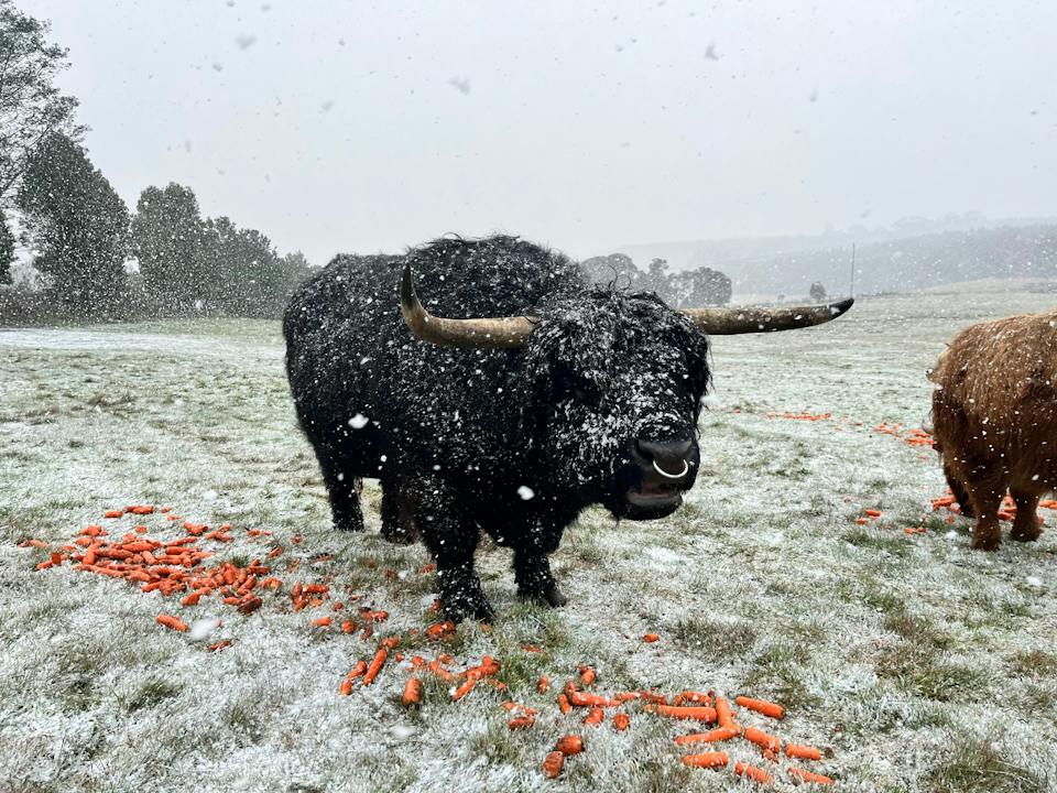 Cradle Mountain Highlands (Highland Cow Experiences) photo