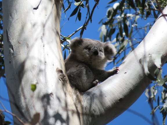 Koalatown Display Room