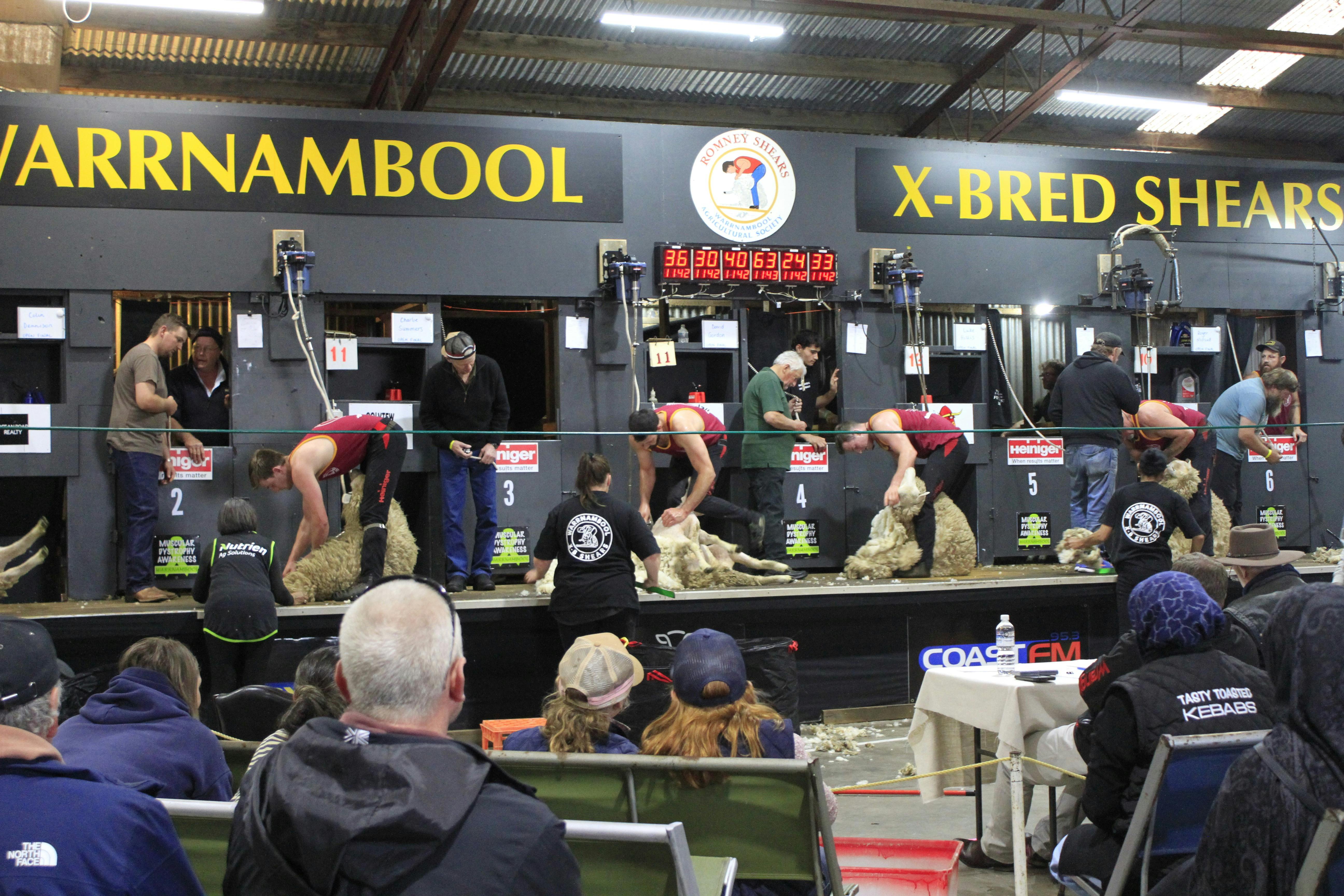 Shearing Section from 2025 Warrnambool show