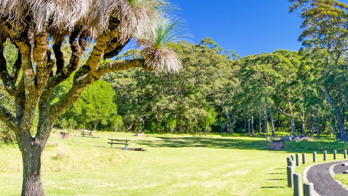 Picnic area with grasstree, wooden tables, grassy field, and forest in background under blue sky