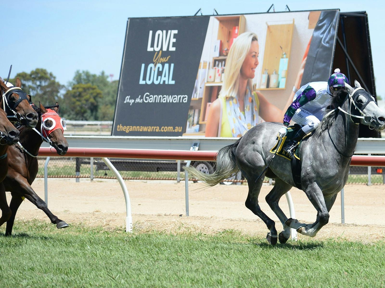 Grey horse