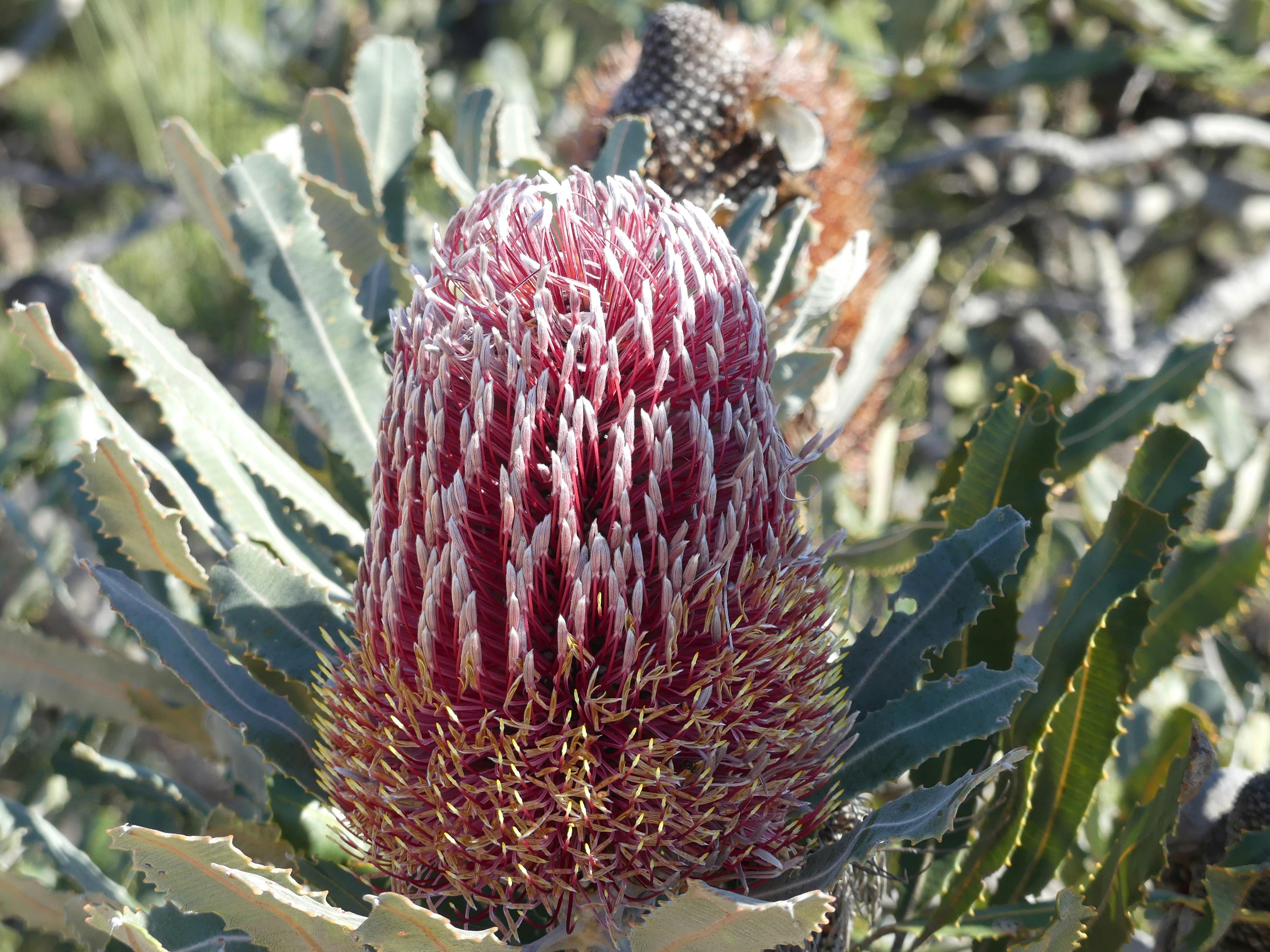 Coates Wildlife Tours