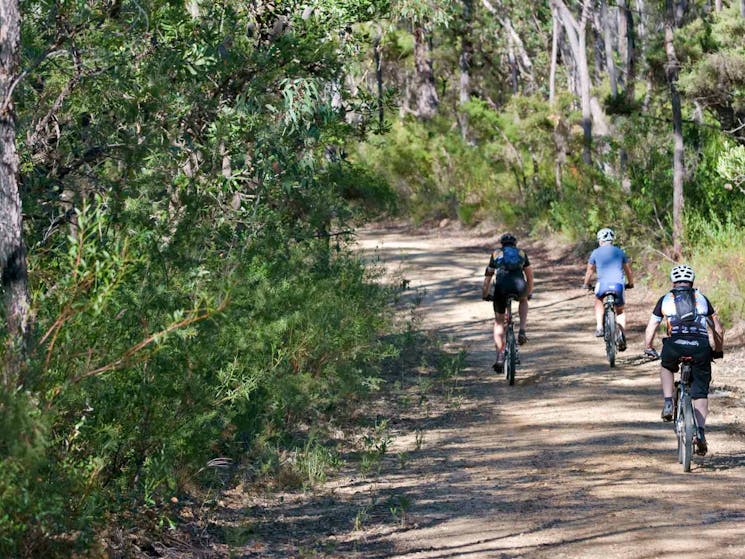 Andersons Fire Trail, Blue Mountains National Park. Photo: Nick Cubbin/NSW Government