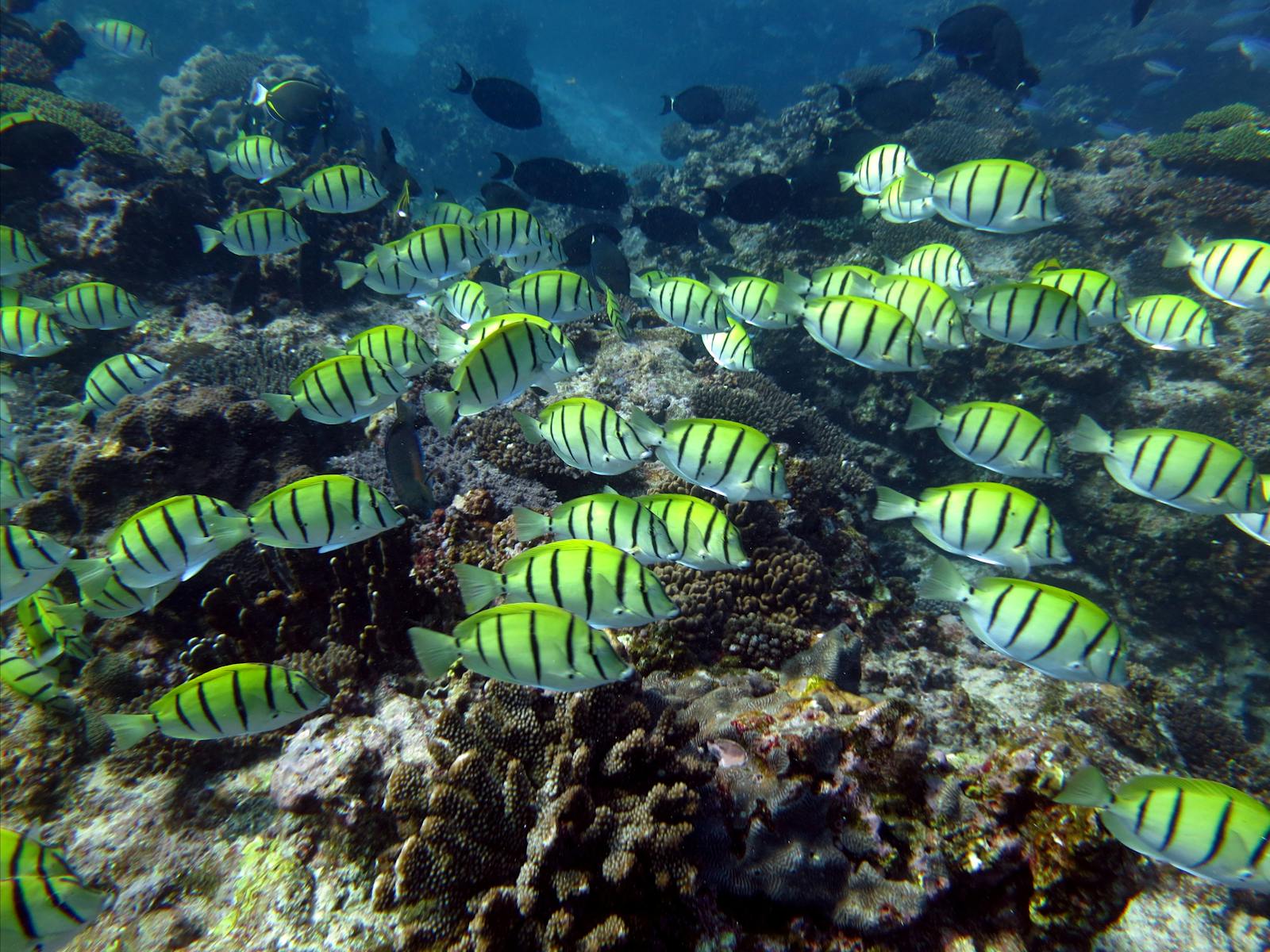 Dive Ningaloo, Western Australia