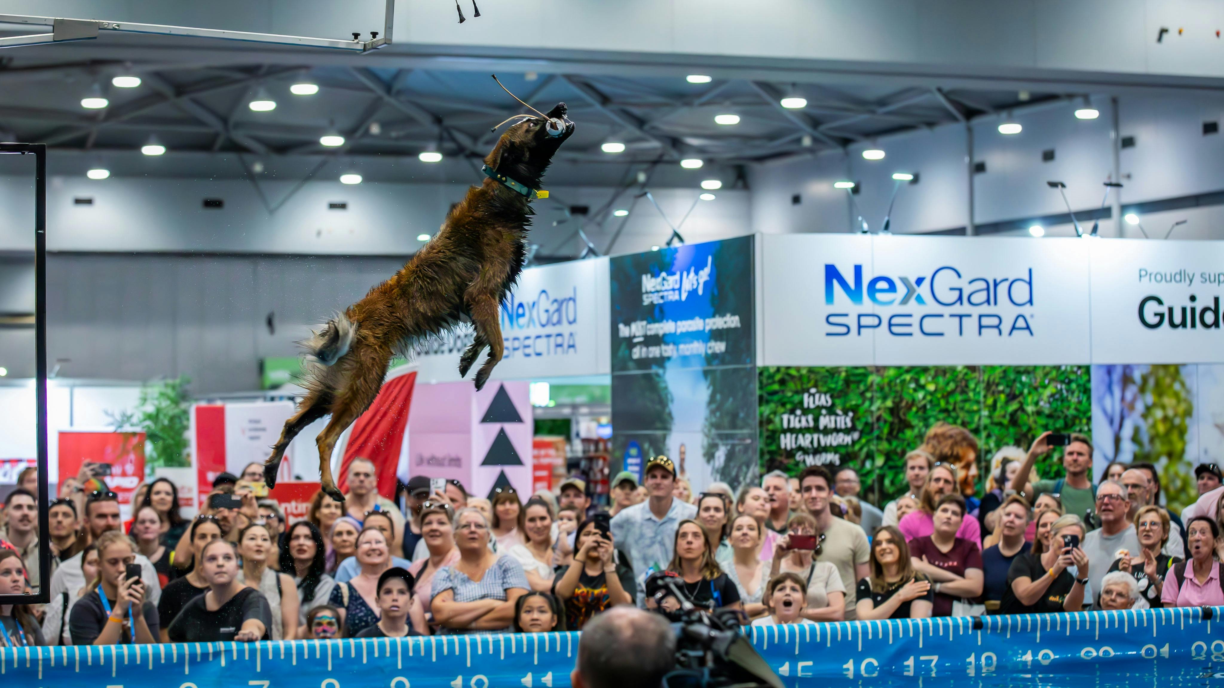 Dog Lovers Festival, Sydney
