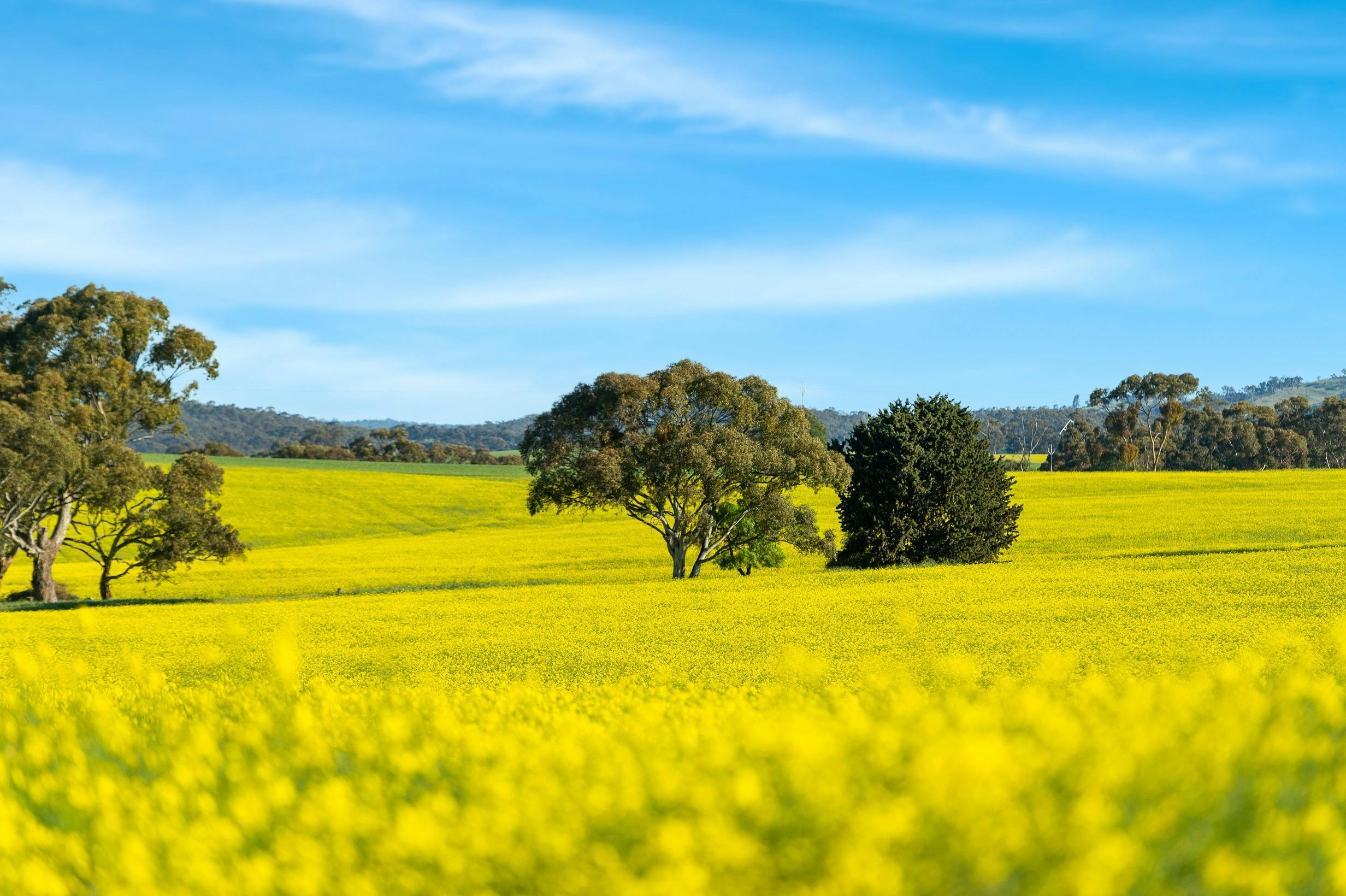 Today Bungaree is a mixed farm, with sheep, crops and deer