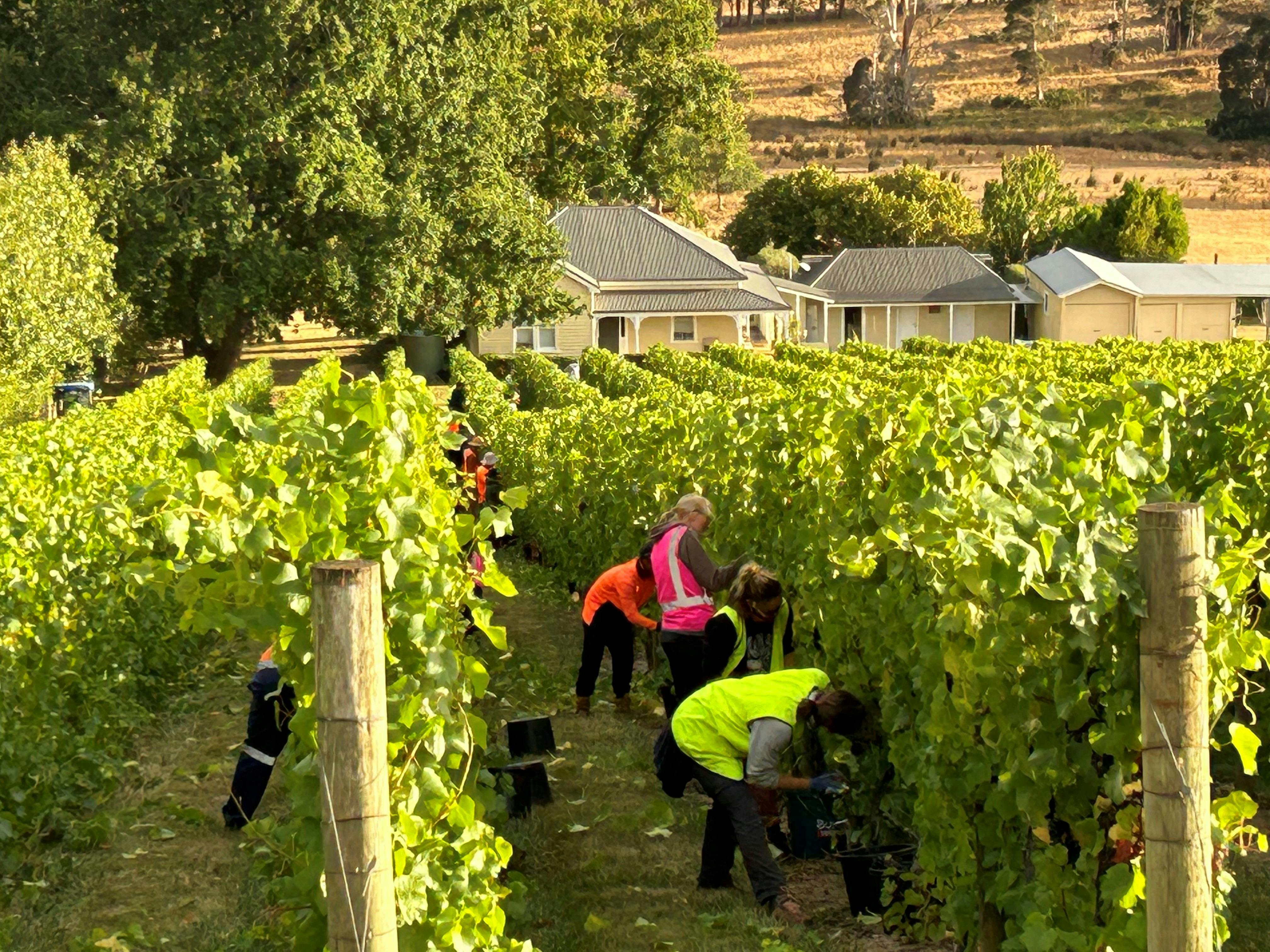 Harvest shot at Block 2 2024 vintage