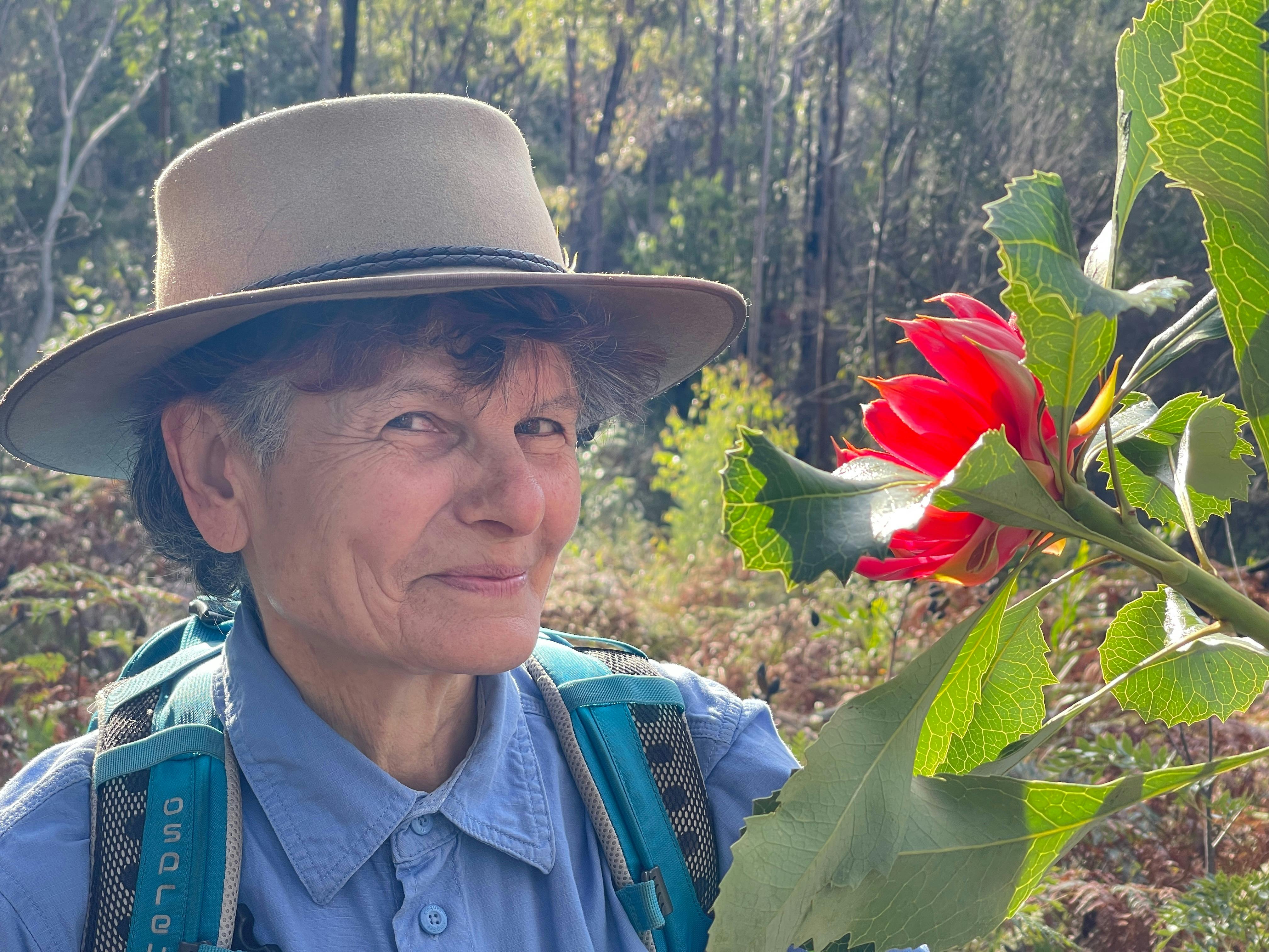 Image for Waratah Wonderland