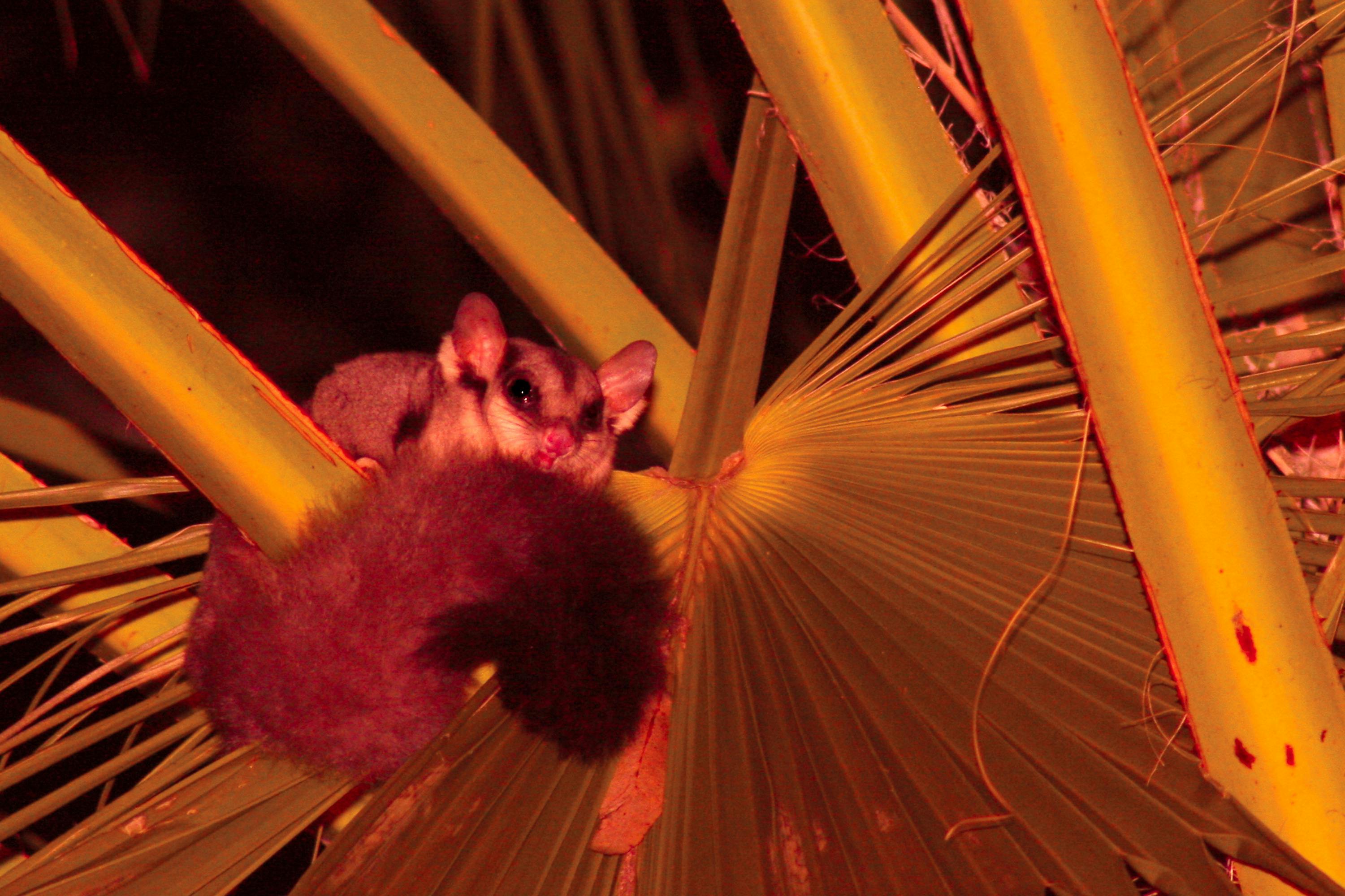 A squirrel glider sits on a frond in the crown of a Carnarvon Fan Palm, Carnarvon Gorge.