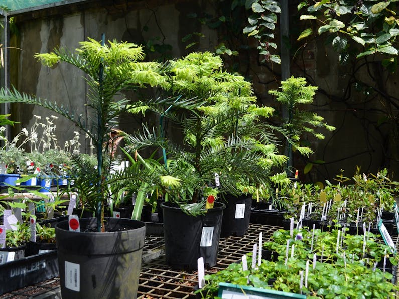Image of the event 'Growing Friends Spring Plant Fair'
