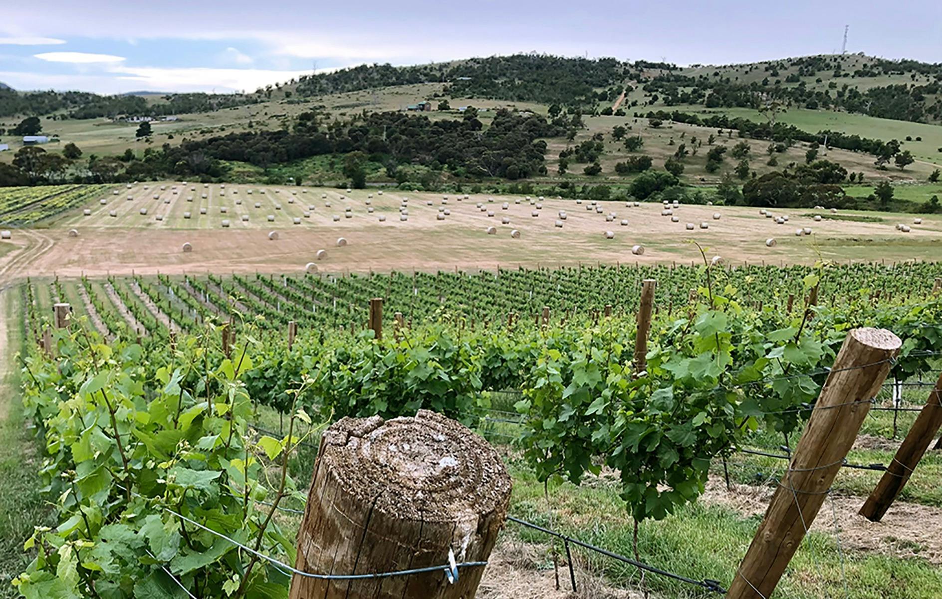 Brinktop Chardonnay Block