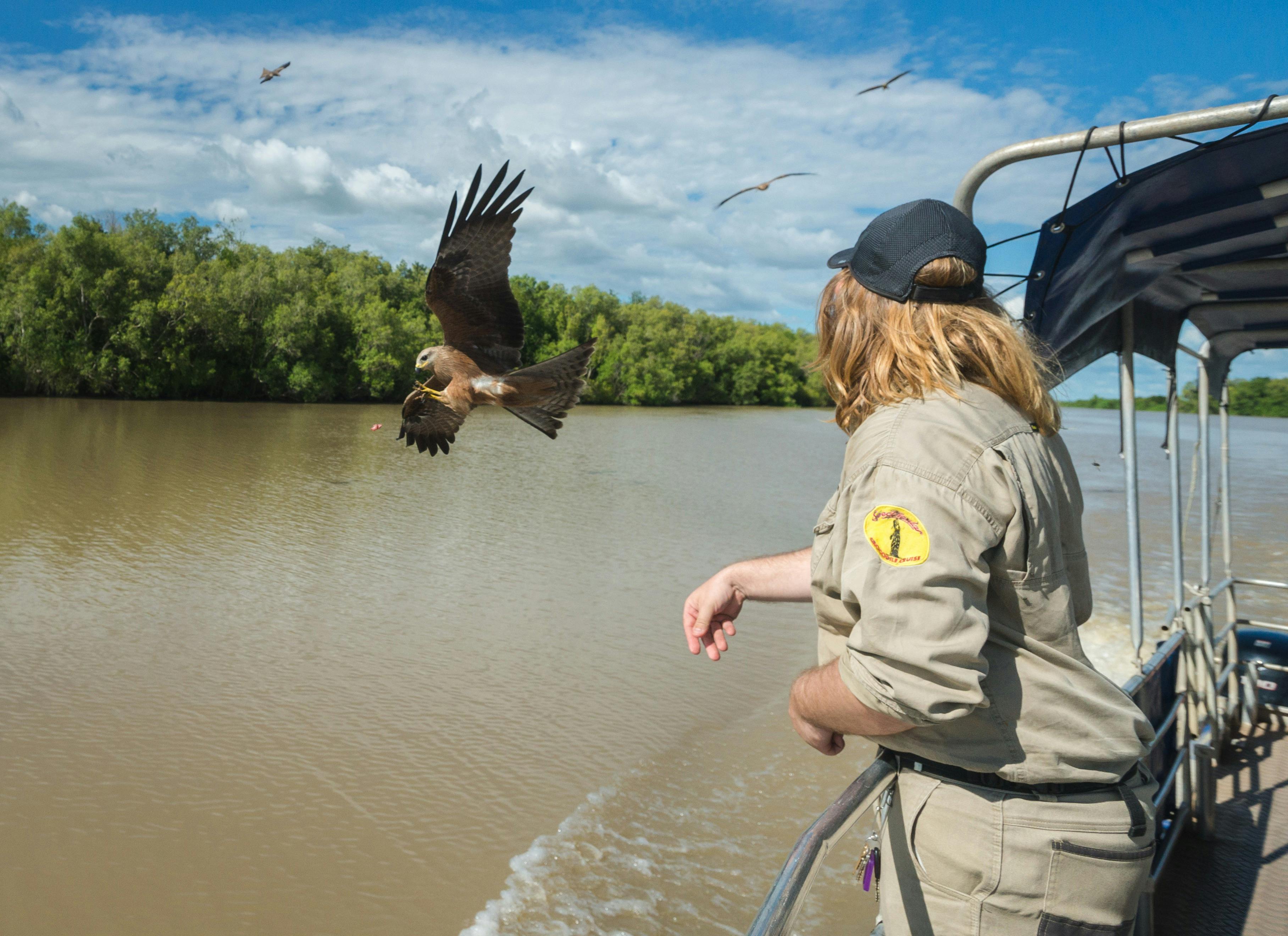 Guide feeding a whistling kite 'on the wing'