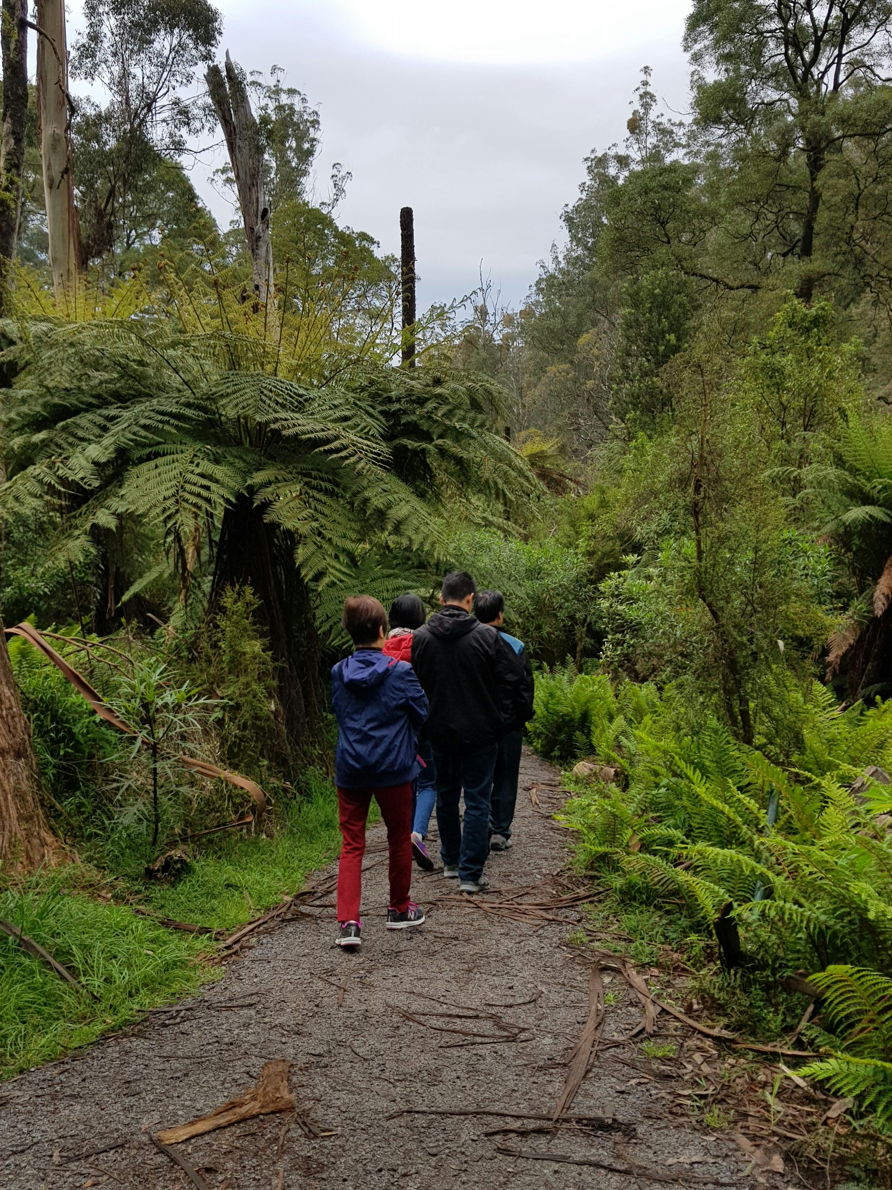 Dandenong Ranges