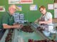 Bill & Lois Hotson sorting cherries into plastic punnets on grading belt in  packing shed