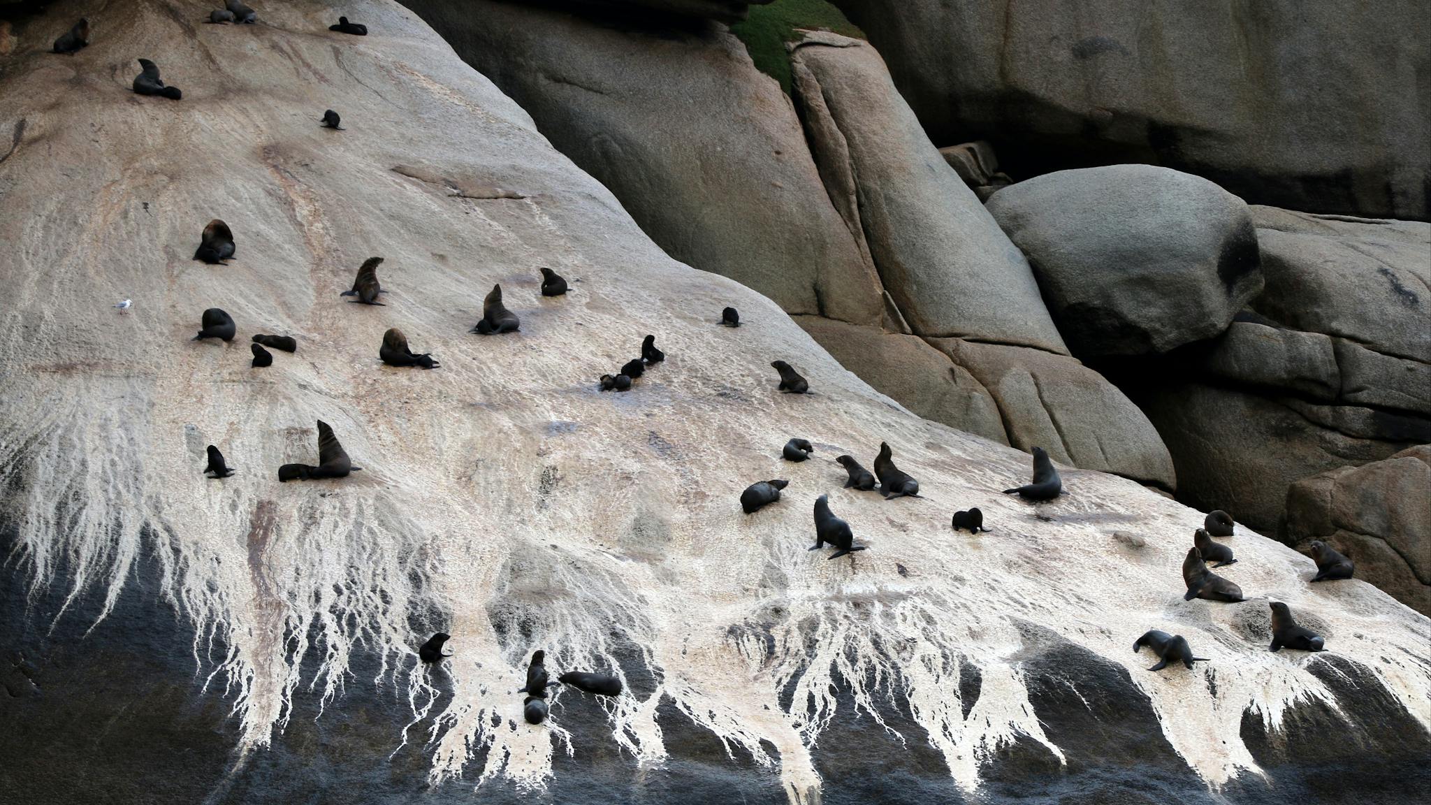 Wildlife Coast Cruises