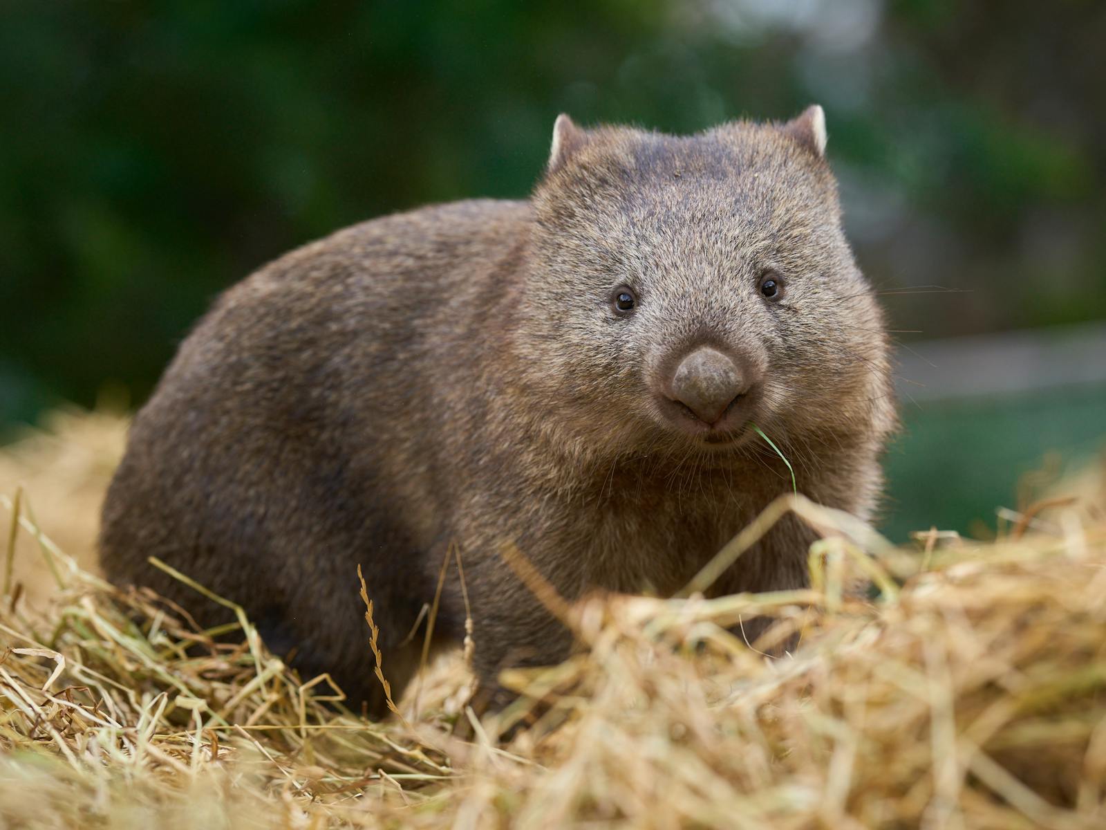 Bonorong Wildlife Sanctuary