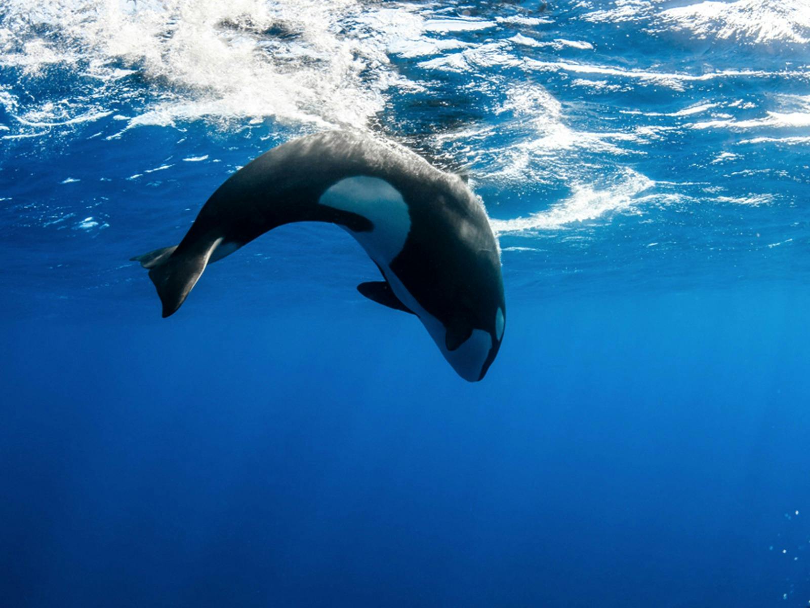 South West Odyssey Killer Whale Expedition 9 Day Tour