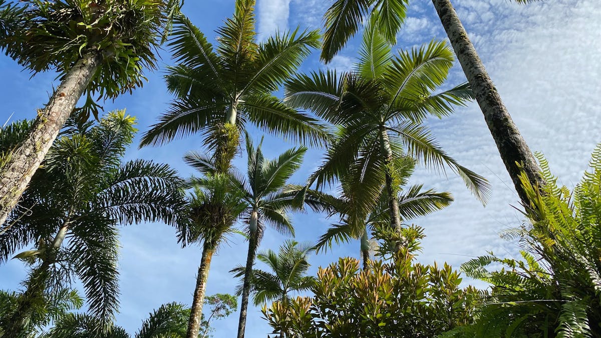 Overhead view of palm, trees outside Daintree Siesta restaurant