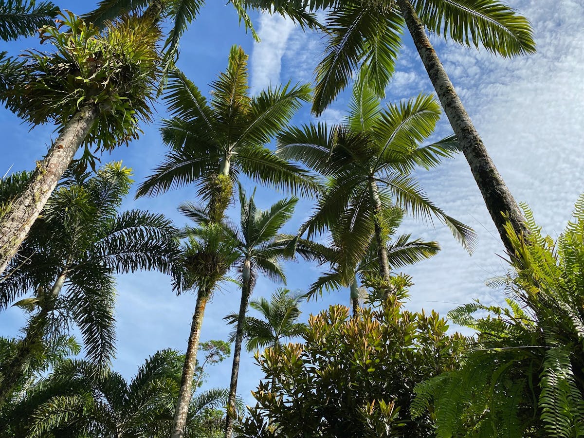 Overhead view of palm, trees outside Daintree Siesta restaurant