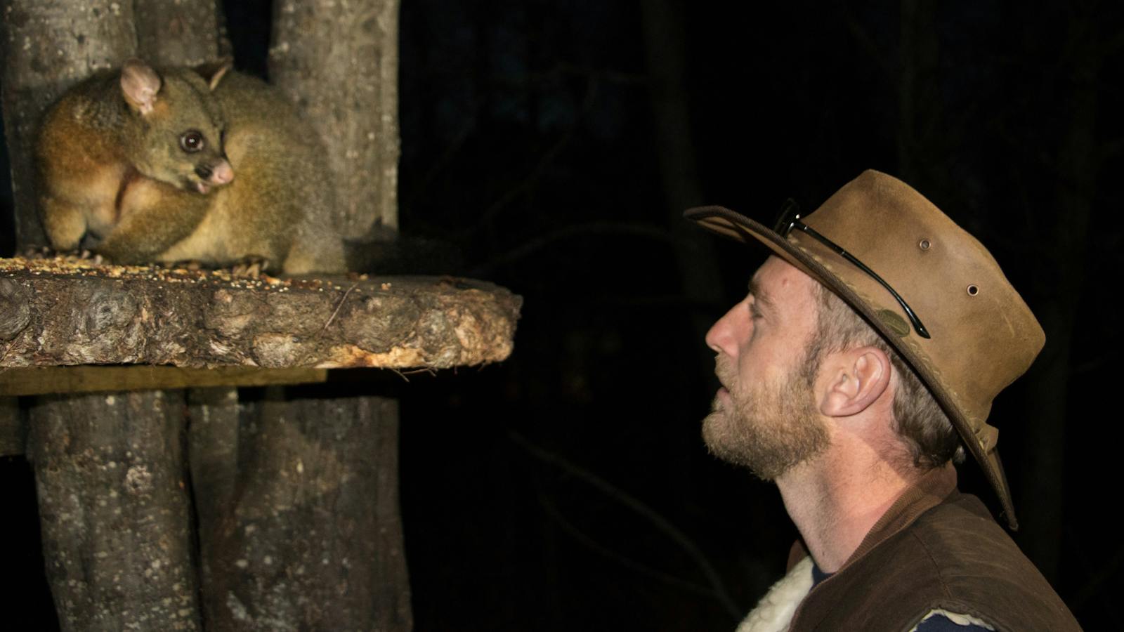Brush-tail possum looking at Pepper Bush guide
