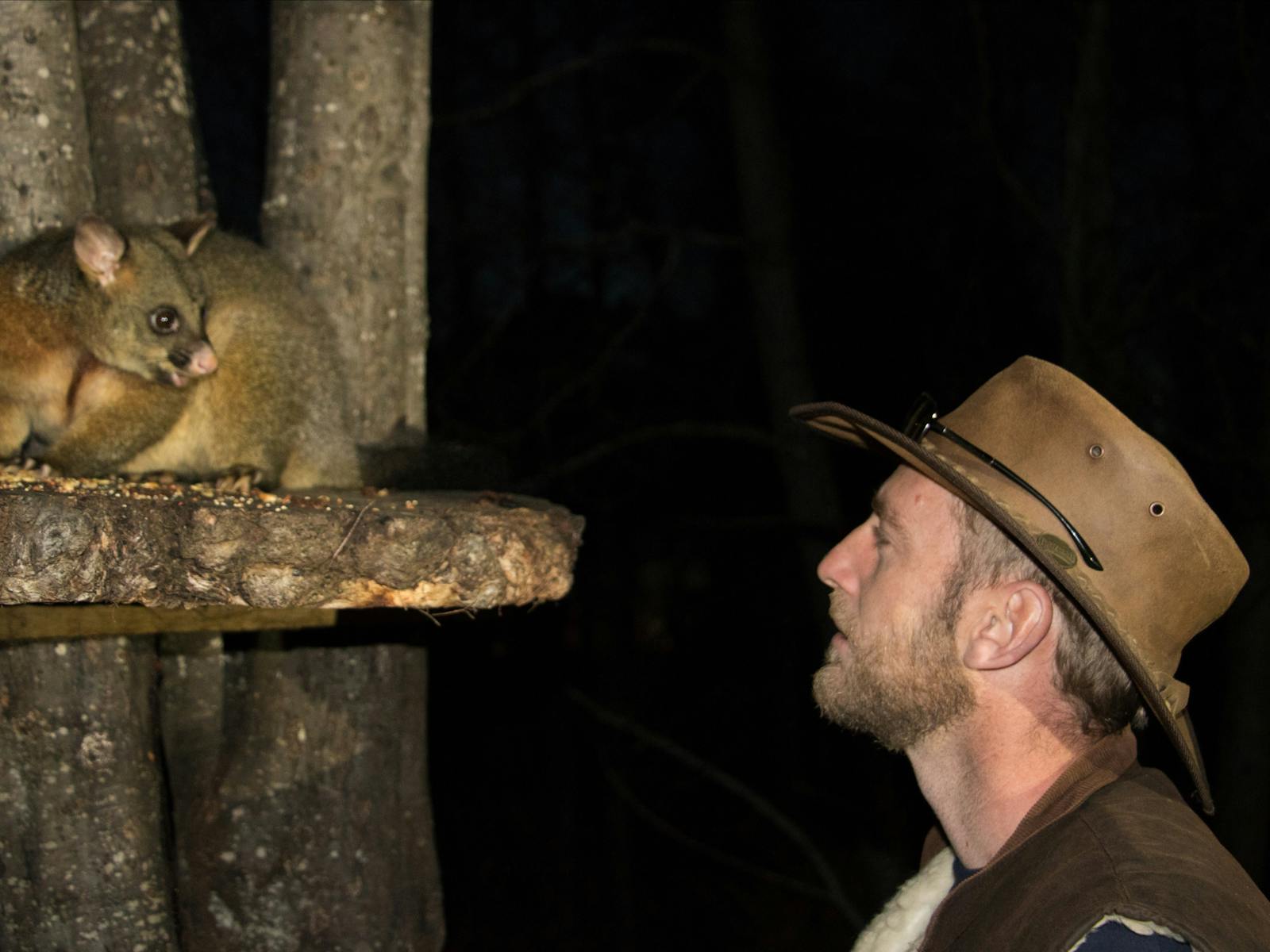 Brush-tail possum looking at Pepper Bush guide