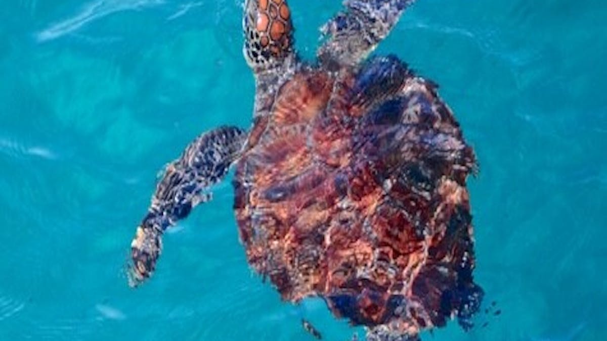 Turtle