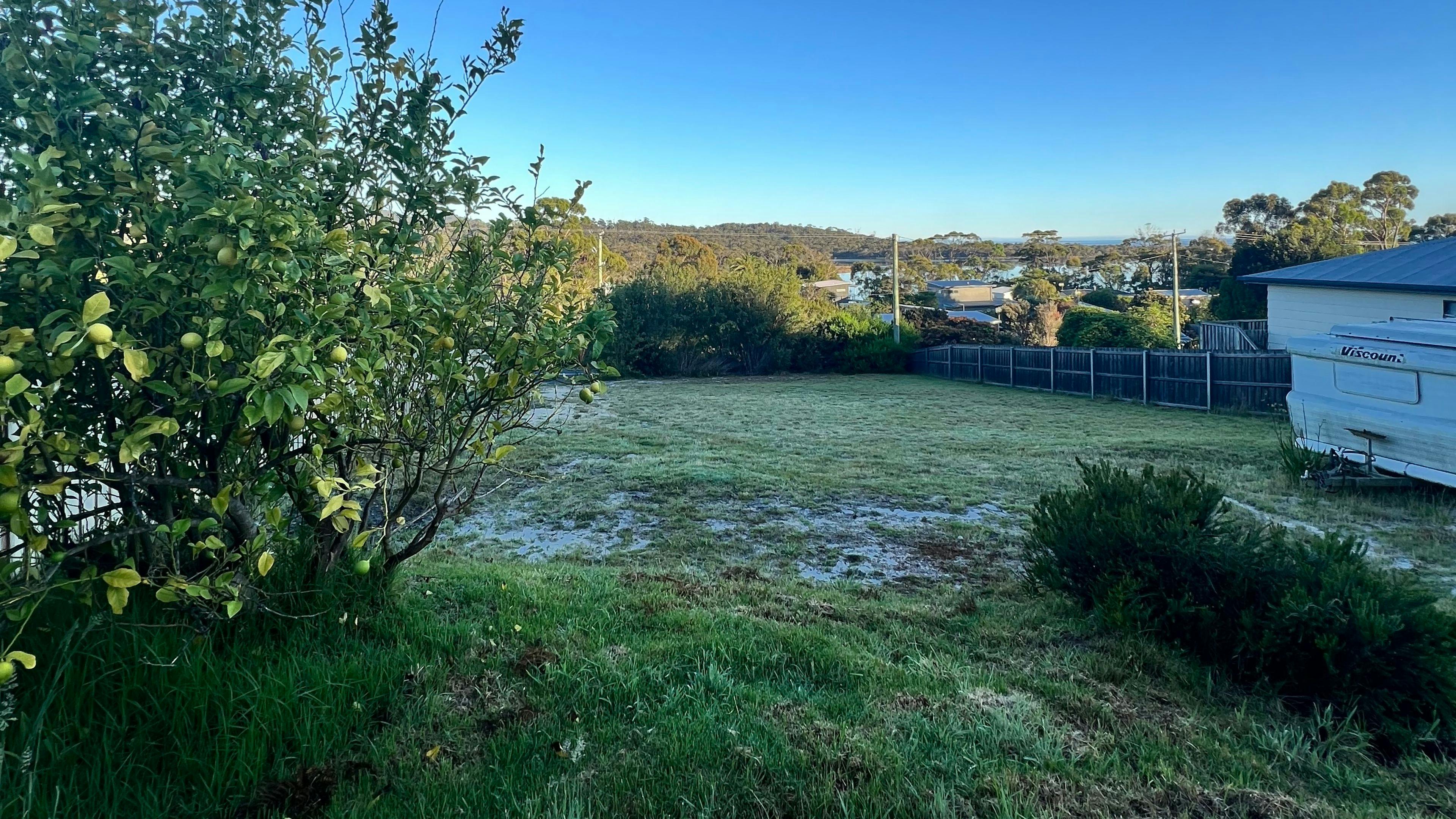 Our lemon tree - help yourselves to lovely lemons during your stay.