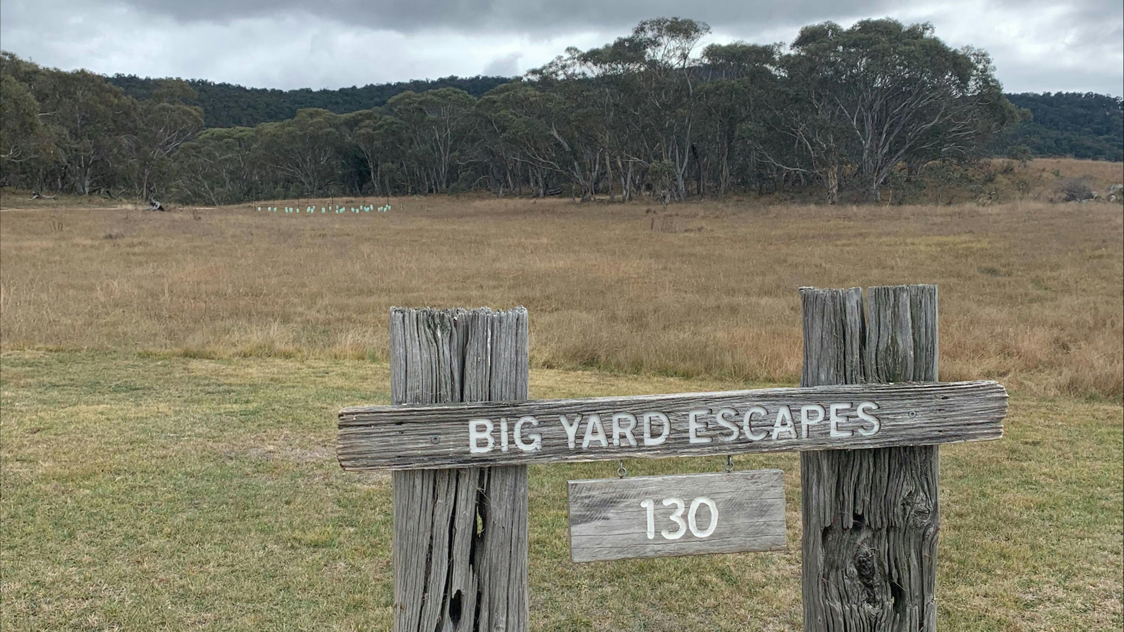 Big Yard Escapes