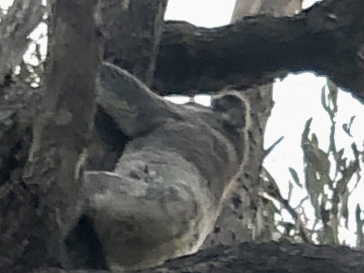 A nice healthy koala was spotted at the site in spring 2022.