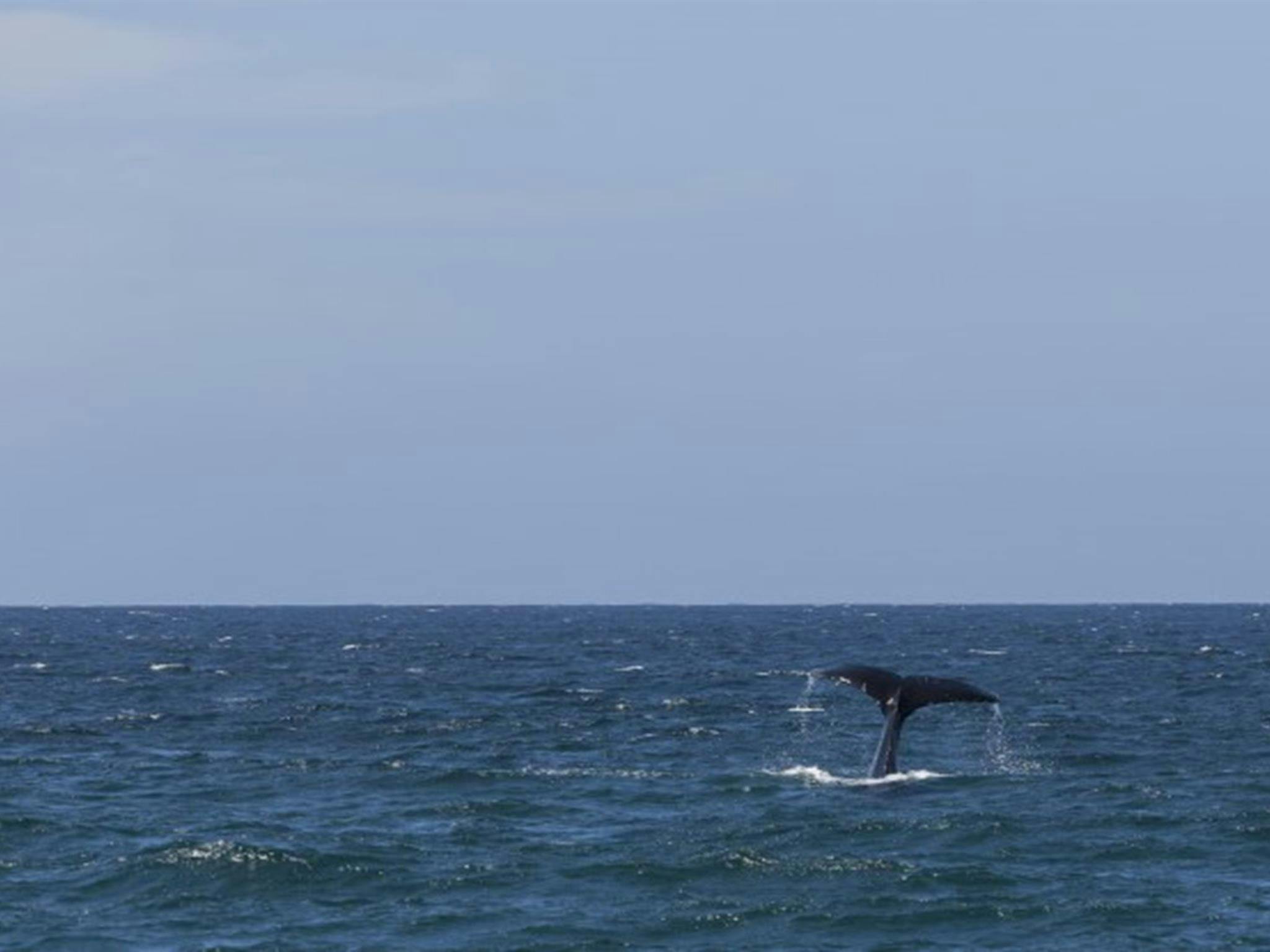 A whale tale at Bingi Bingi Point in Eurobodalla National Park. Photo: David Finnegan &copy; OEH