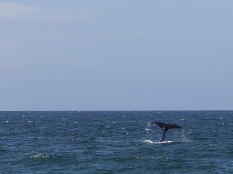 A whale tale at Bingi Bingi Point in Eurobodalla National Park. Photo: David Finnegan &copy; OEH
