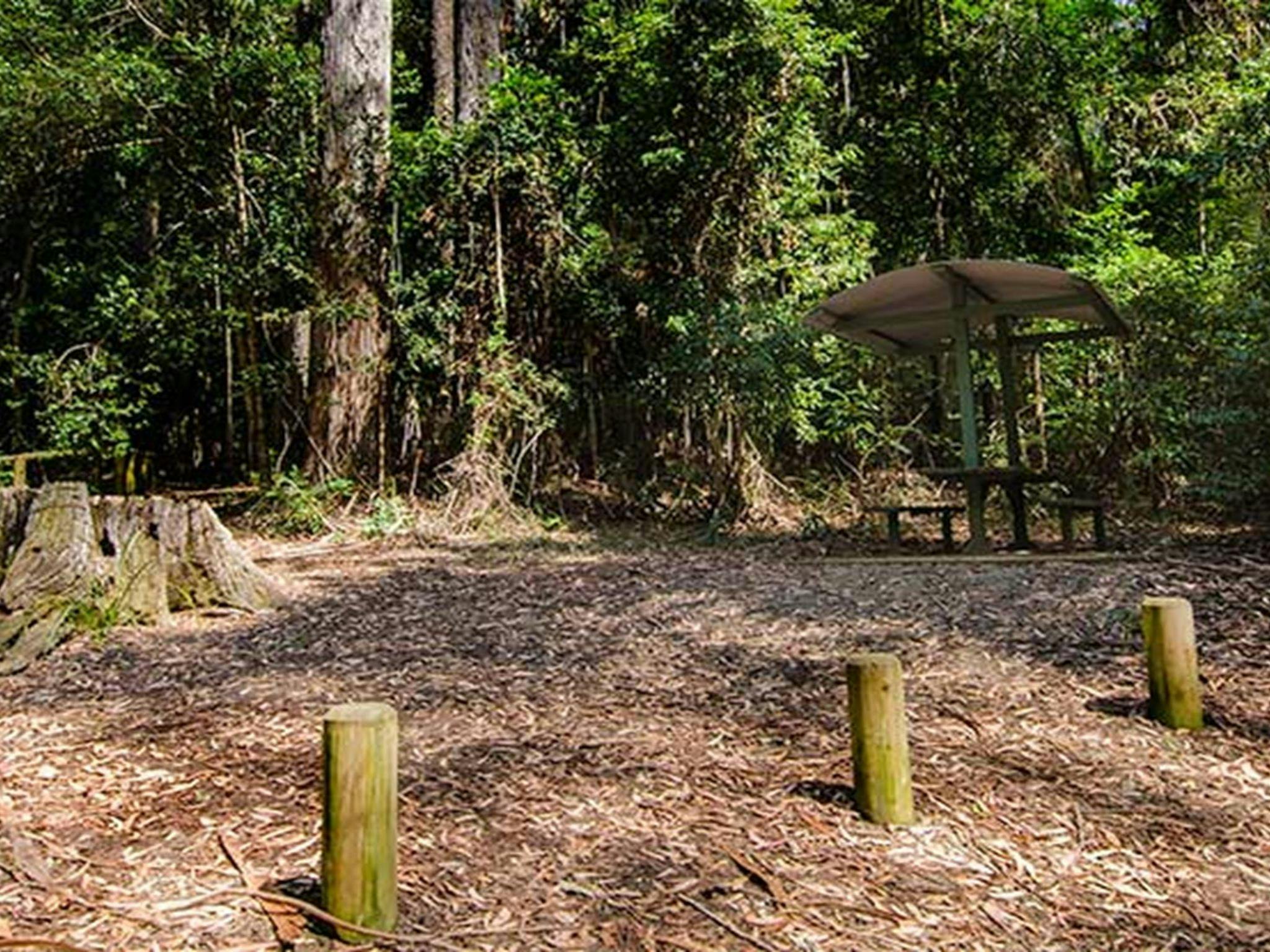 Bird Tree picnic area, Middle Brother National Park. Photo: John Spencer/NSW Government