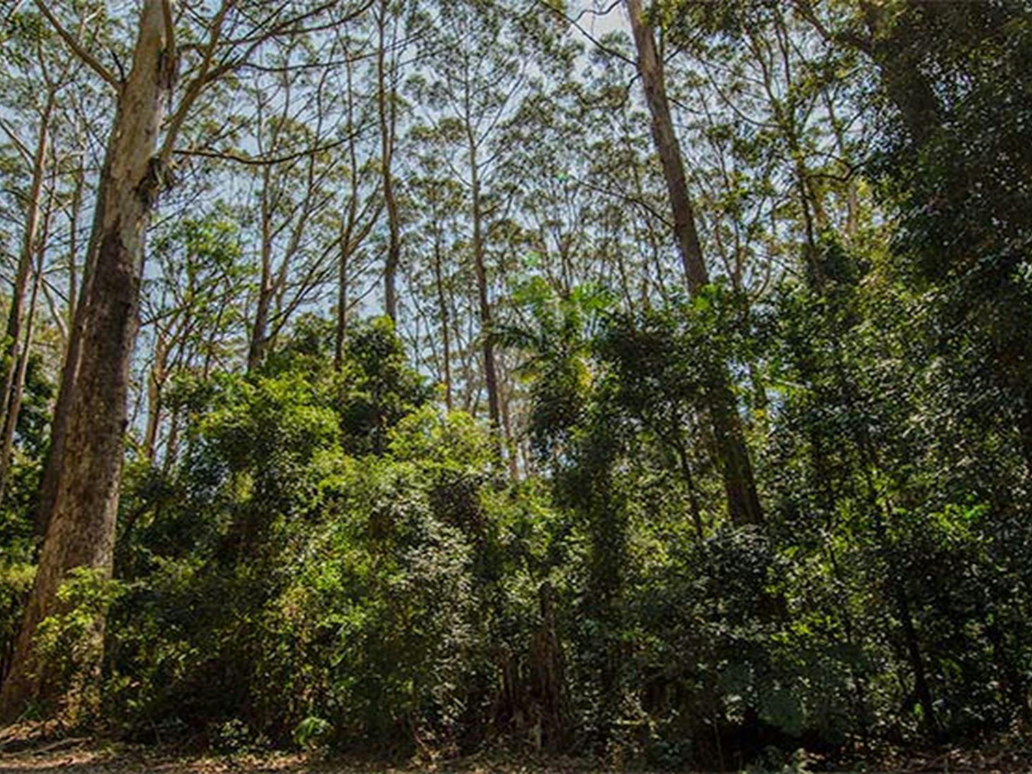 Bird Tree picnic area, Middle Brother National Park. Photo: John Spencer/NSW Government