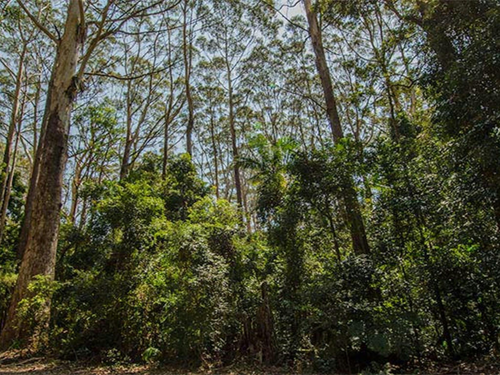 米德尔布拉泽国家公园鸟树野餐区。照片：约翰·斯宾塞/新南威尔士州政府