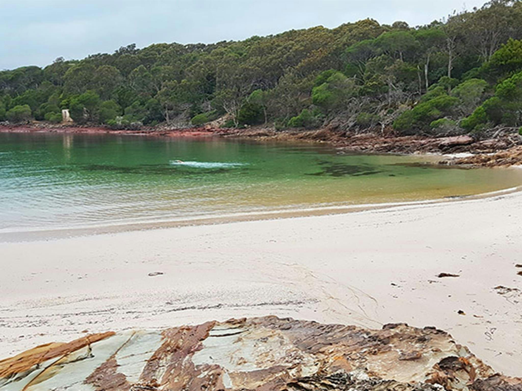 Swimming in Bittangabee Bay at sunrise. Photo: Amanda Cutlack/OEH