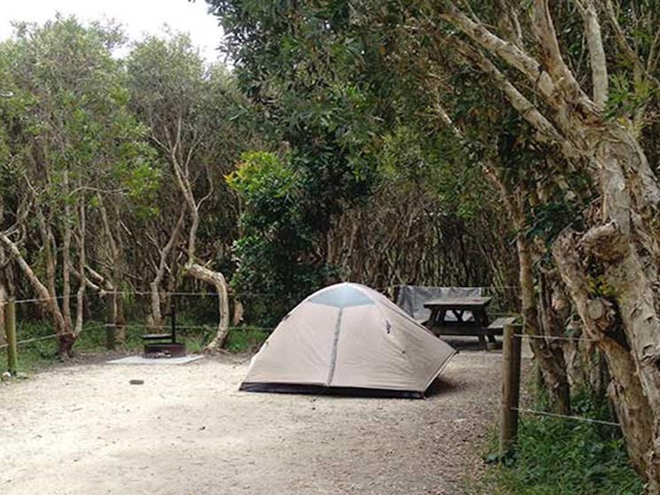 Tent surrounded by trees at Mibanbah – Black Rocks campground. Photo: Holly North/OEH