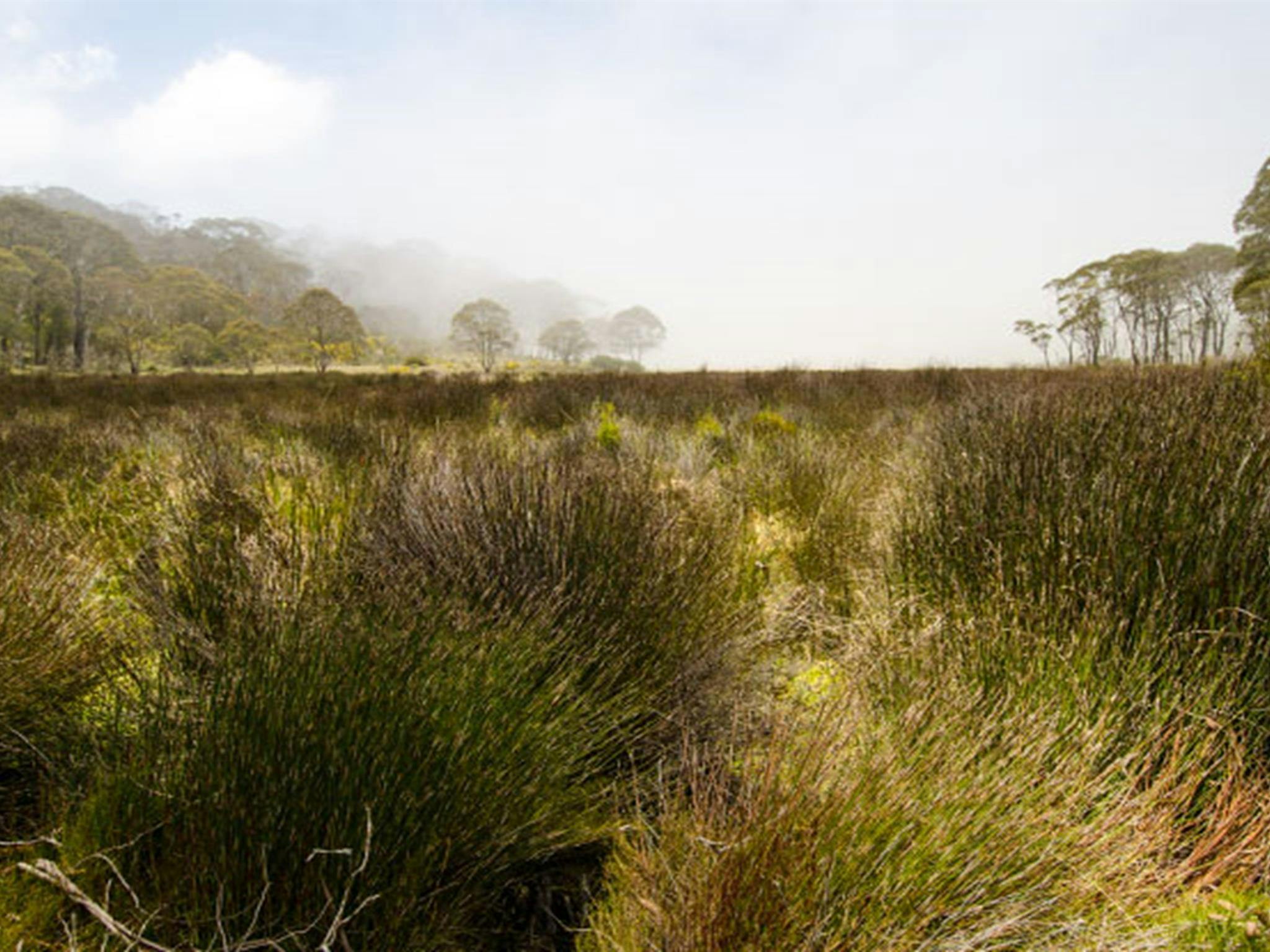 Campingplatz Black Swamp, Barrington Tops Nationalpark. Foto: John Spencer/Regierung von New South Wales