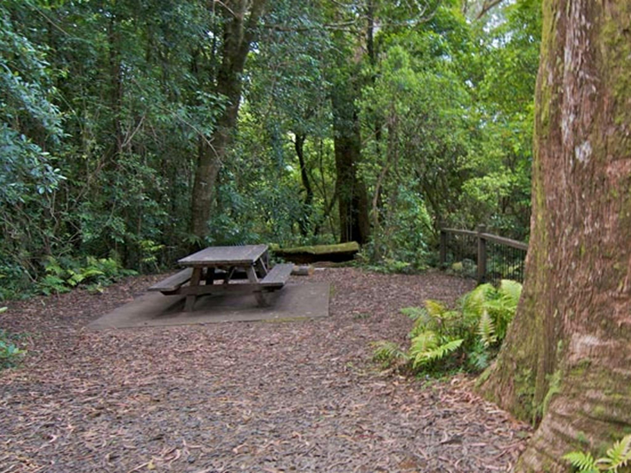 A picnic table surrounded by rainforest at Blackbutt lookout picnic area, Border Ranges National
