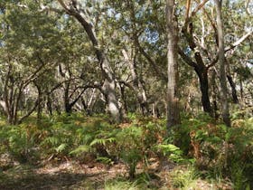 Blackbutt picnic area