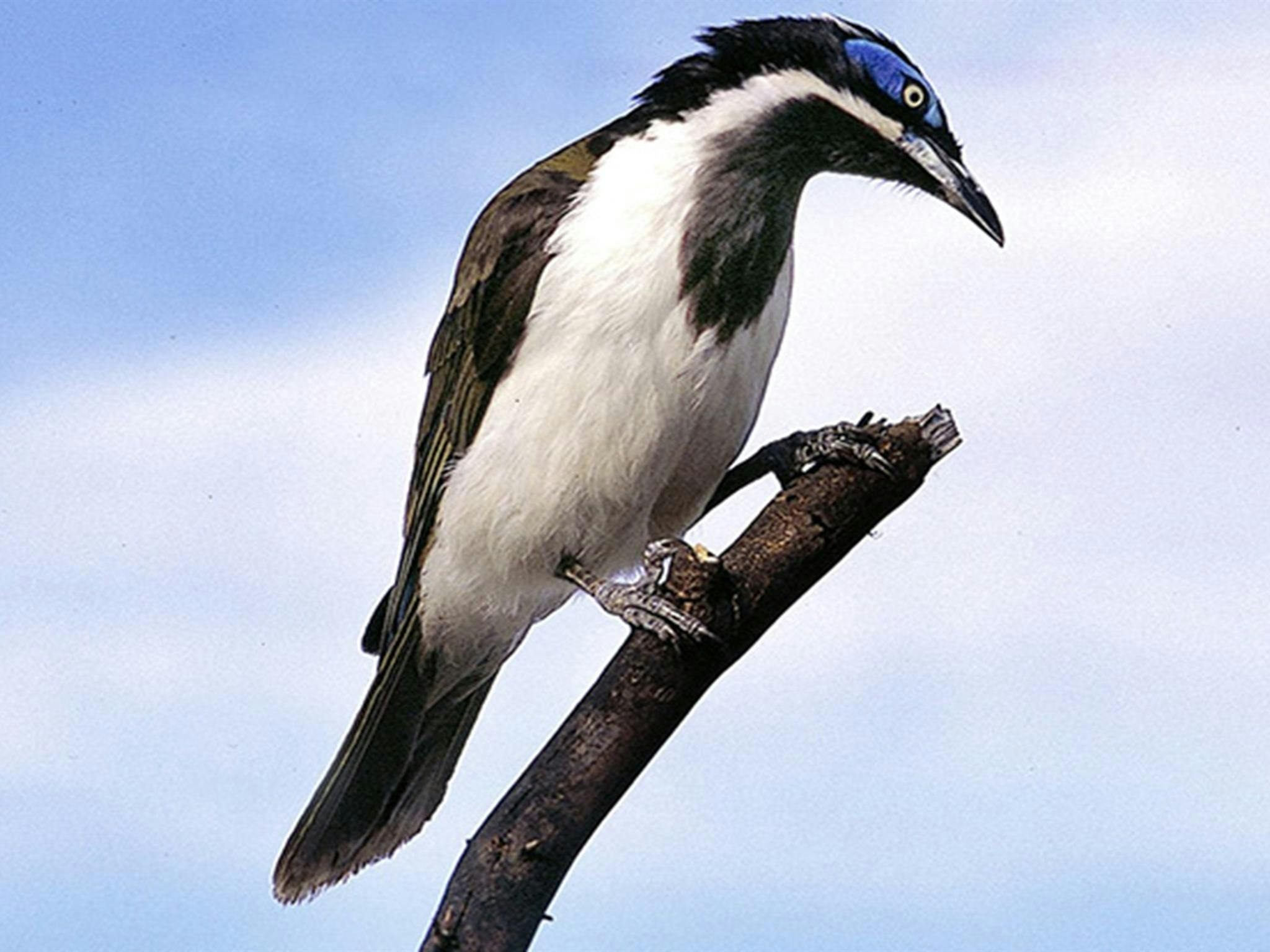 A blue-faced honeyeater perches on a broken tree branch. Photo credit: Ken Stepnell &copy; DPIE