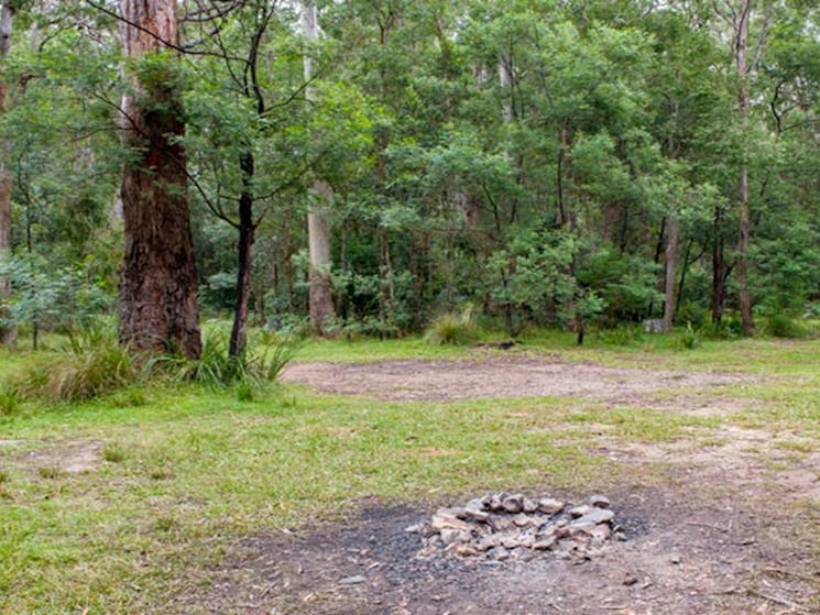 Blue Gum Flat campground, Morton National Park. Photo: Michael van Ewijk/NSW Government