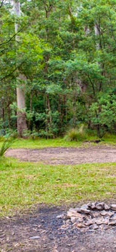 Blue Gum Flat campground, Morton National Park. Photo: Michael van Ewijk/NSW Government