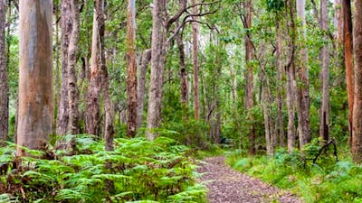 Blue Gum Flat campground, Morton National Park. Photo: Michael van Ewijk/NSW Government