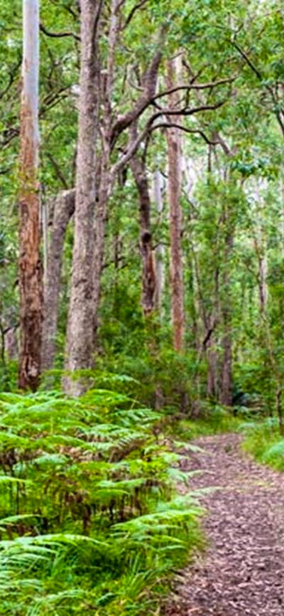 Blue Gum Flat campground, Morton National Park. Photo: Michael van Ewijk/NSW Government